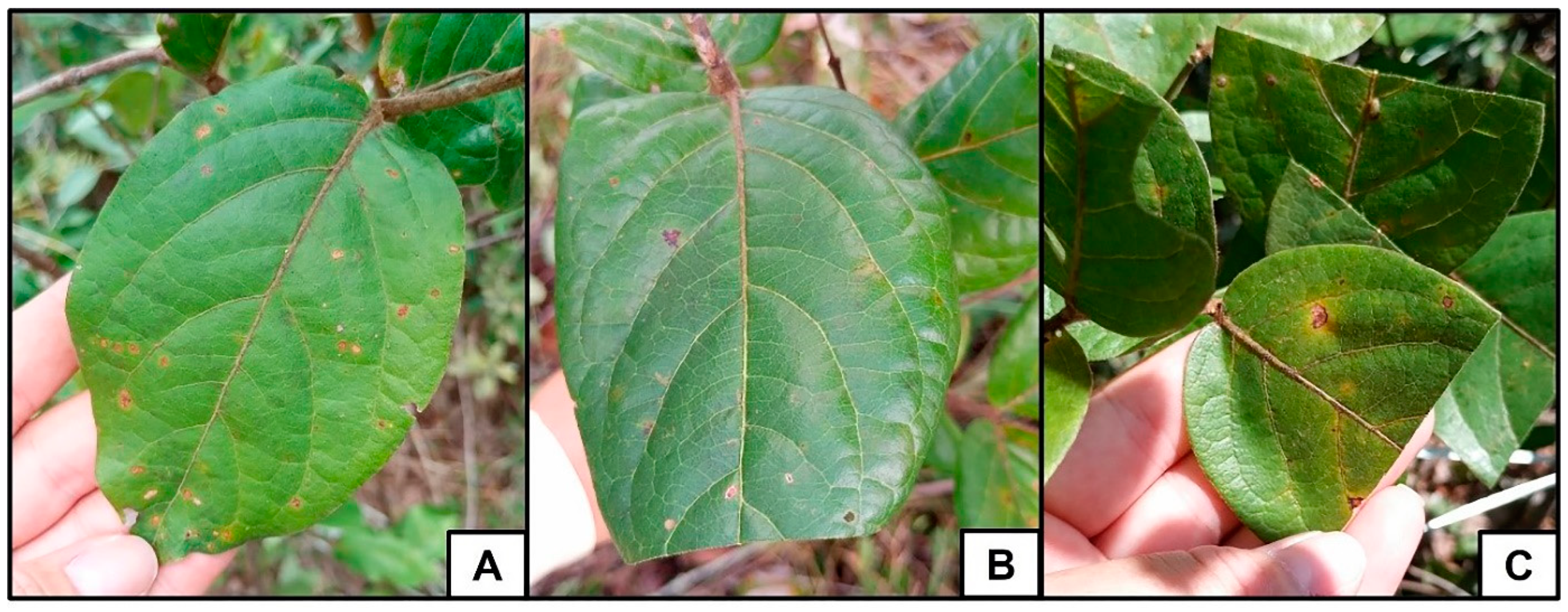 Plants 14 00837 g008