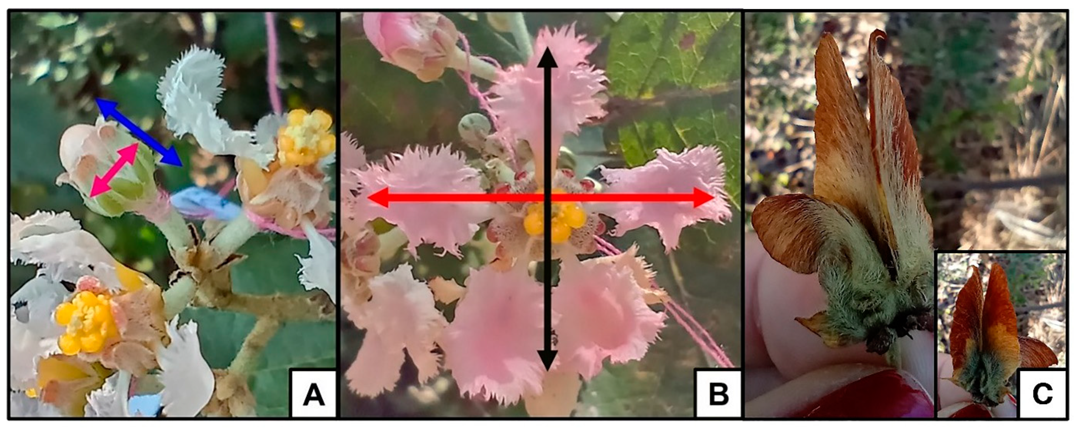 Plants 14 00837 g009