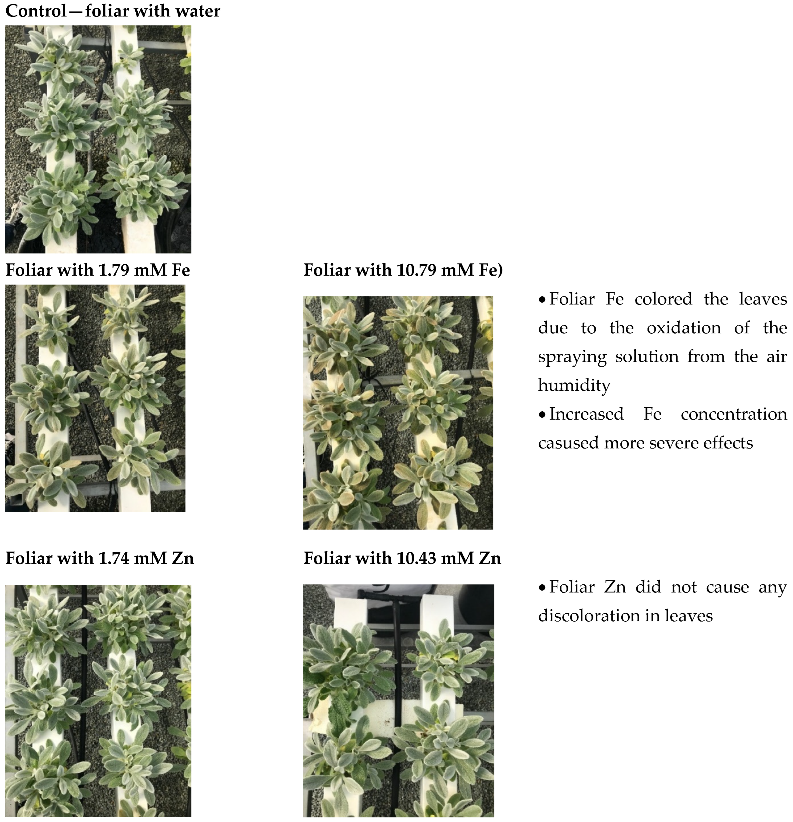 Plants 14 00840 g001