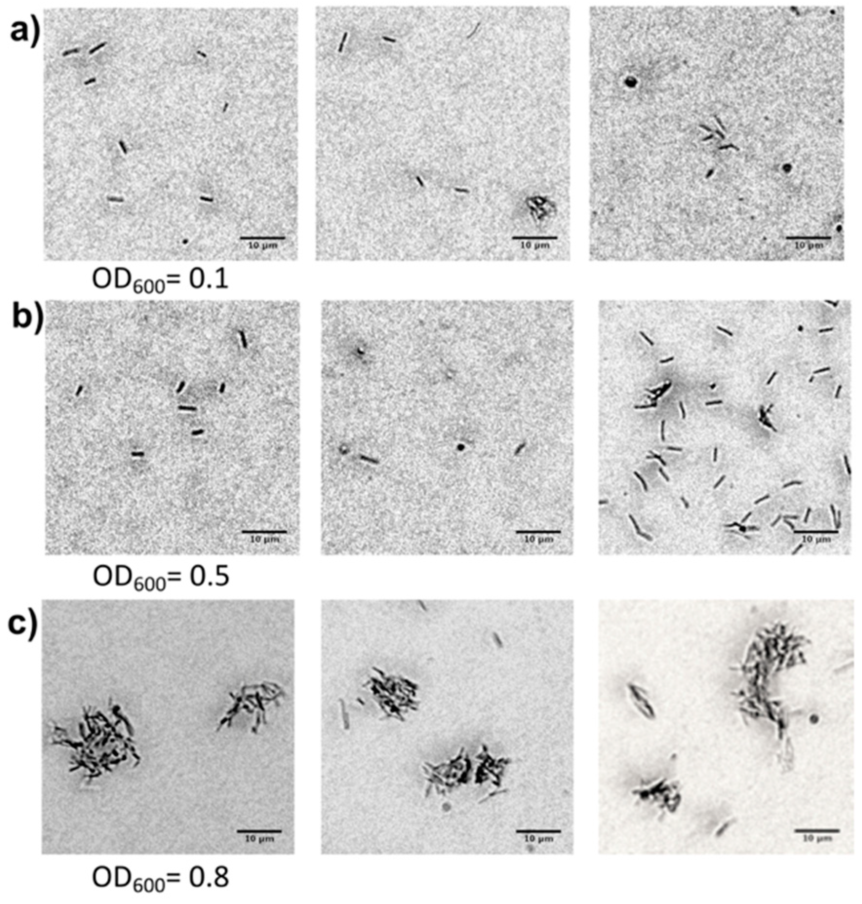 Plants 14 00872 g002