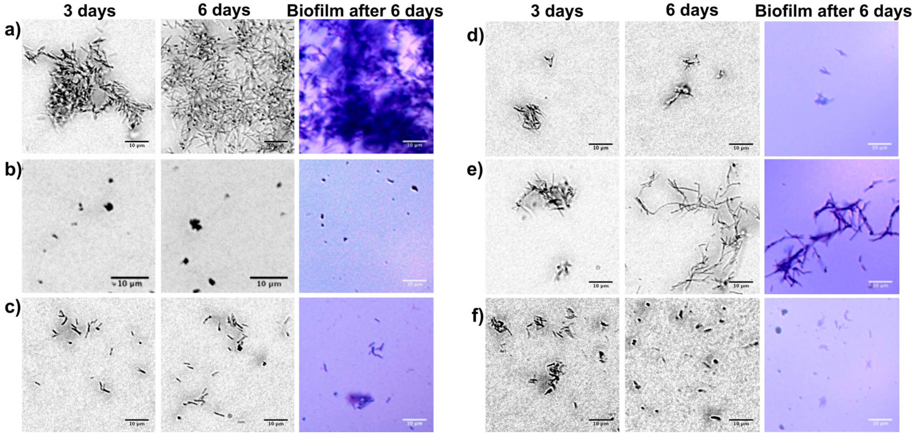Plants 14 00872 g003