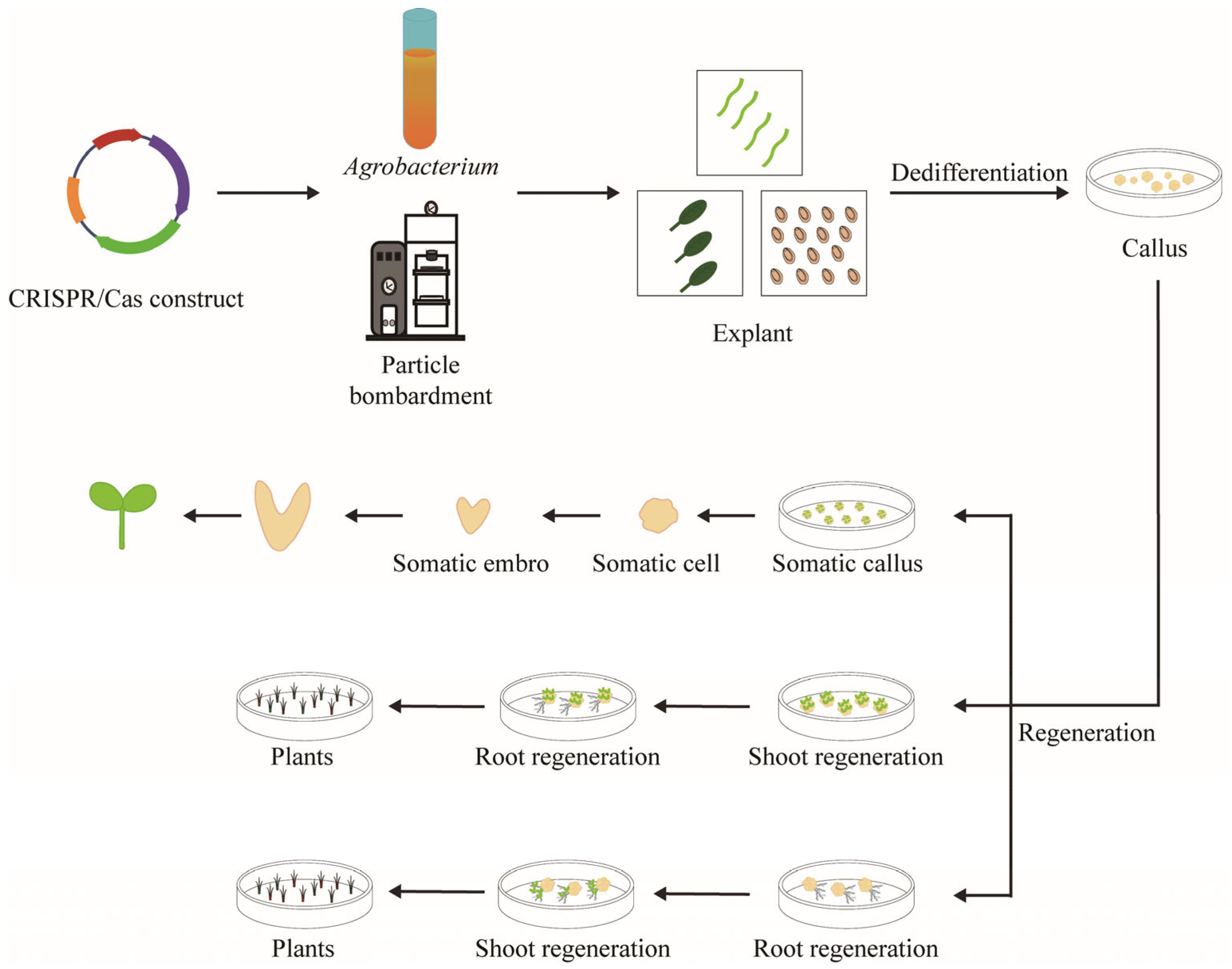 Plants 14 00889 g001