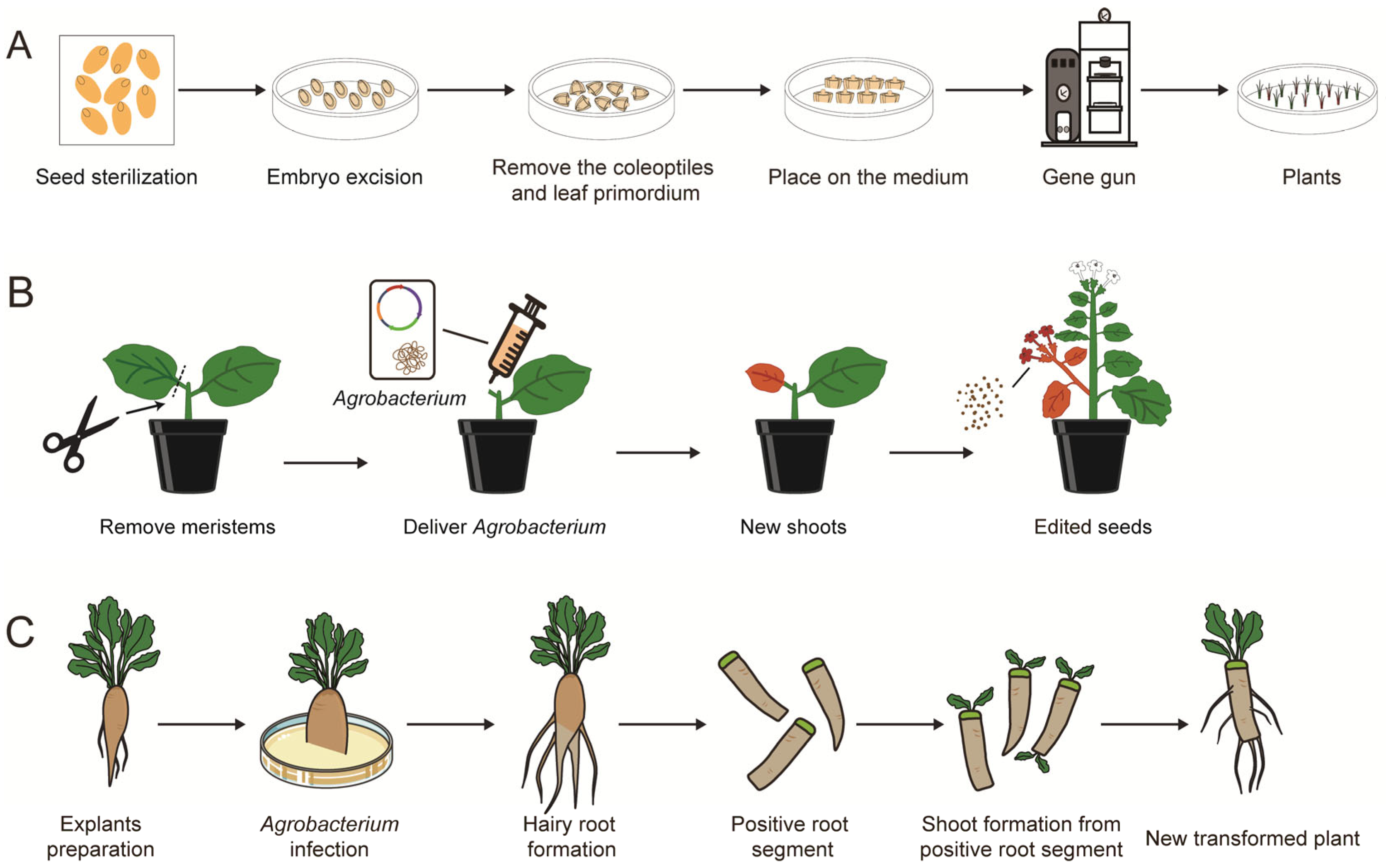 Plants 14 00889 g003