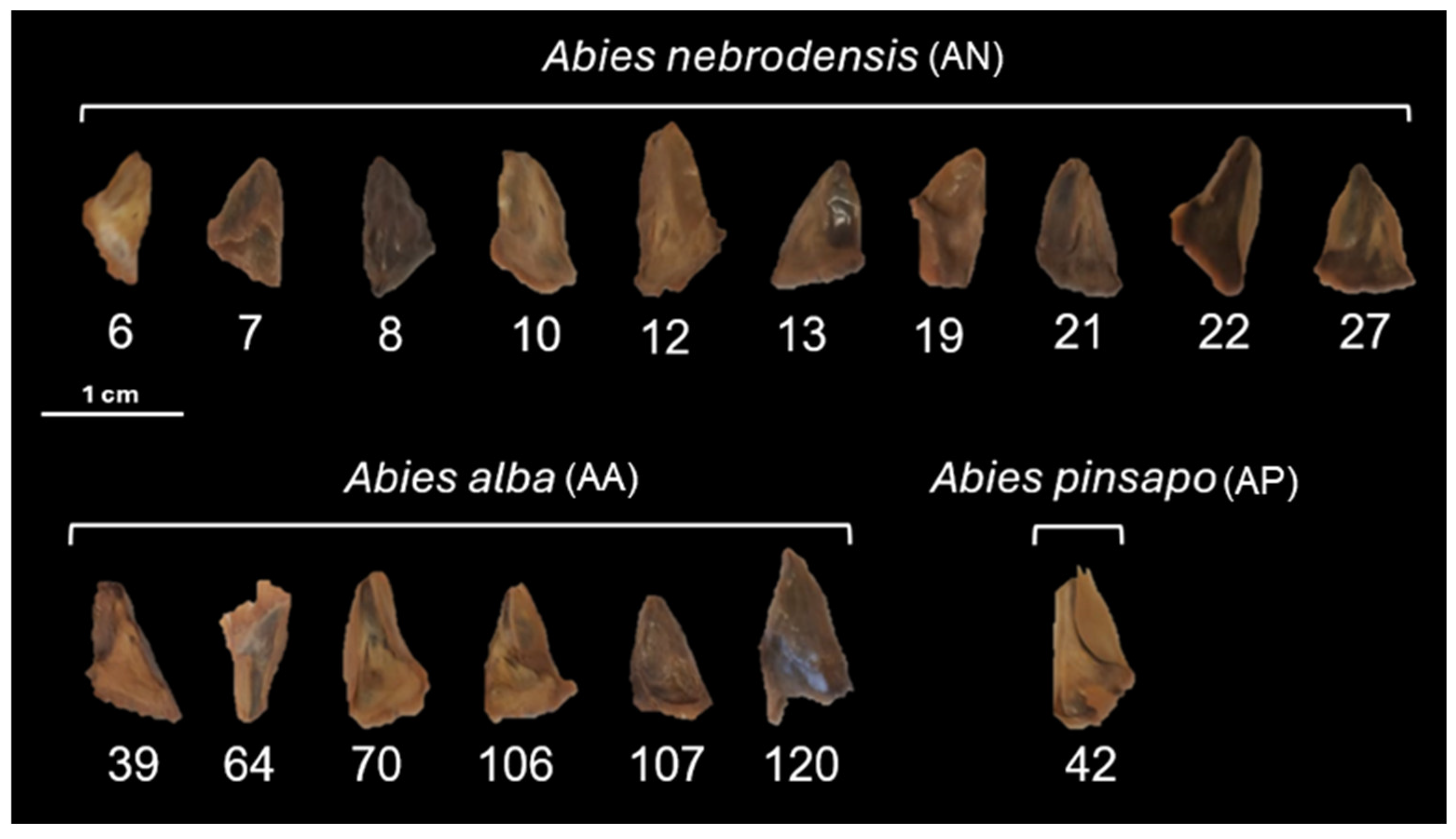 Plants 14 00892 g001