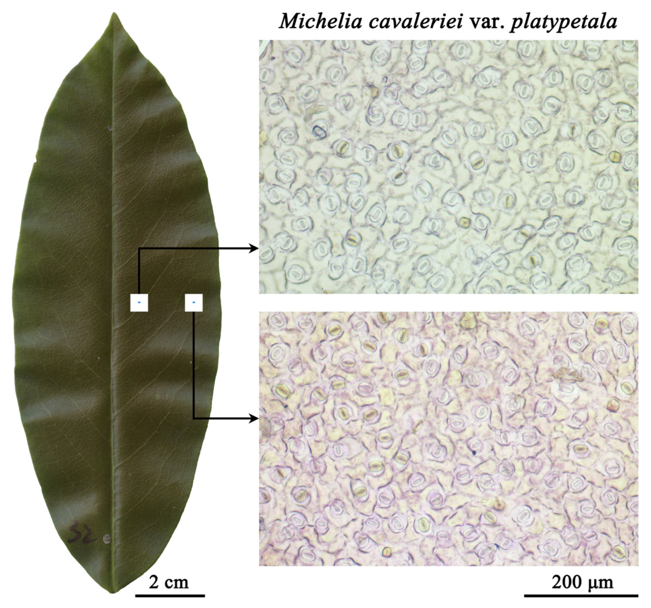 Plants 14 00893 g001