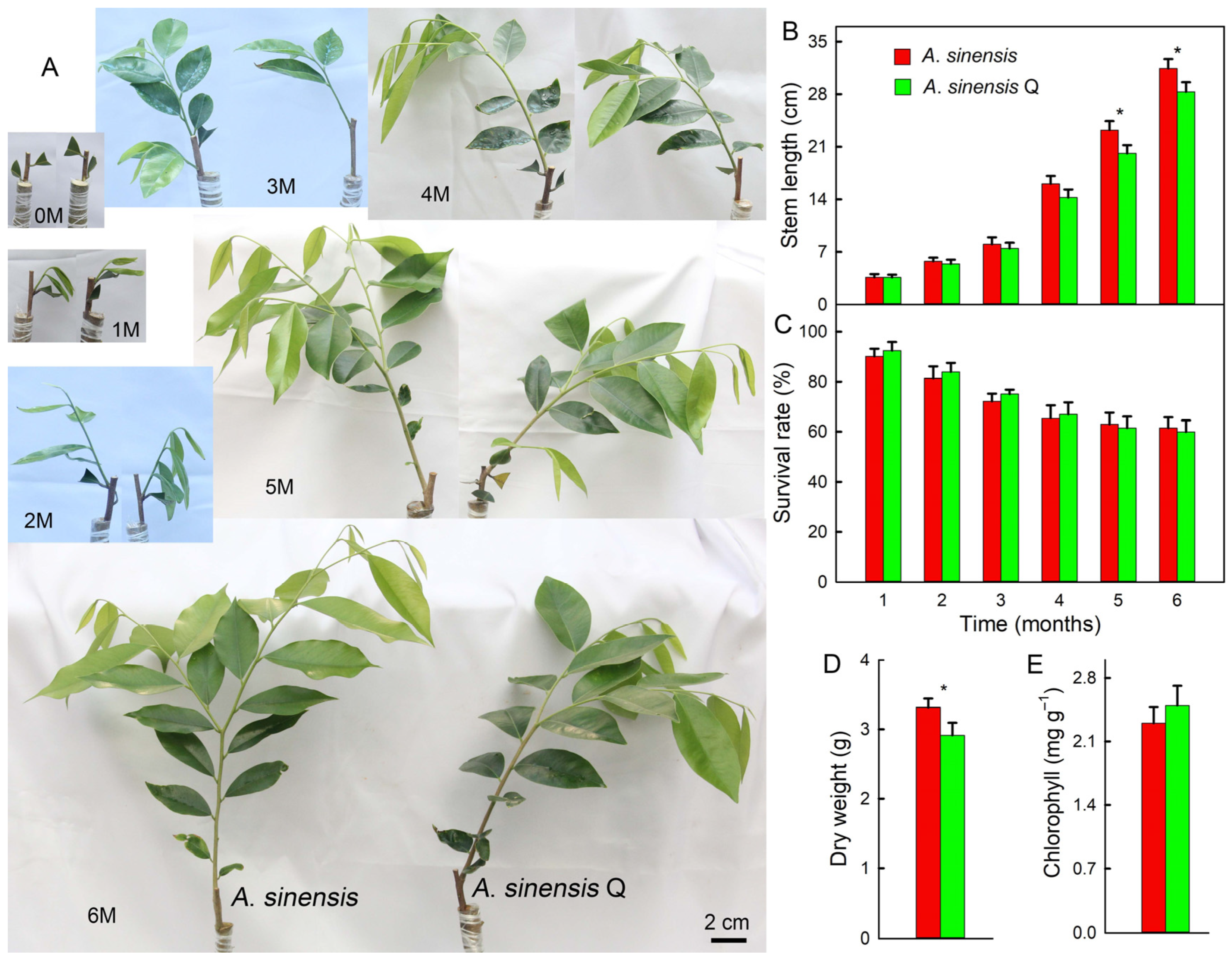 Plants 14 00896 g001
