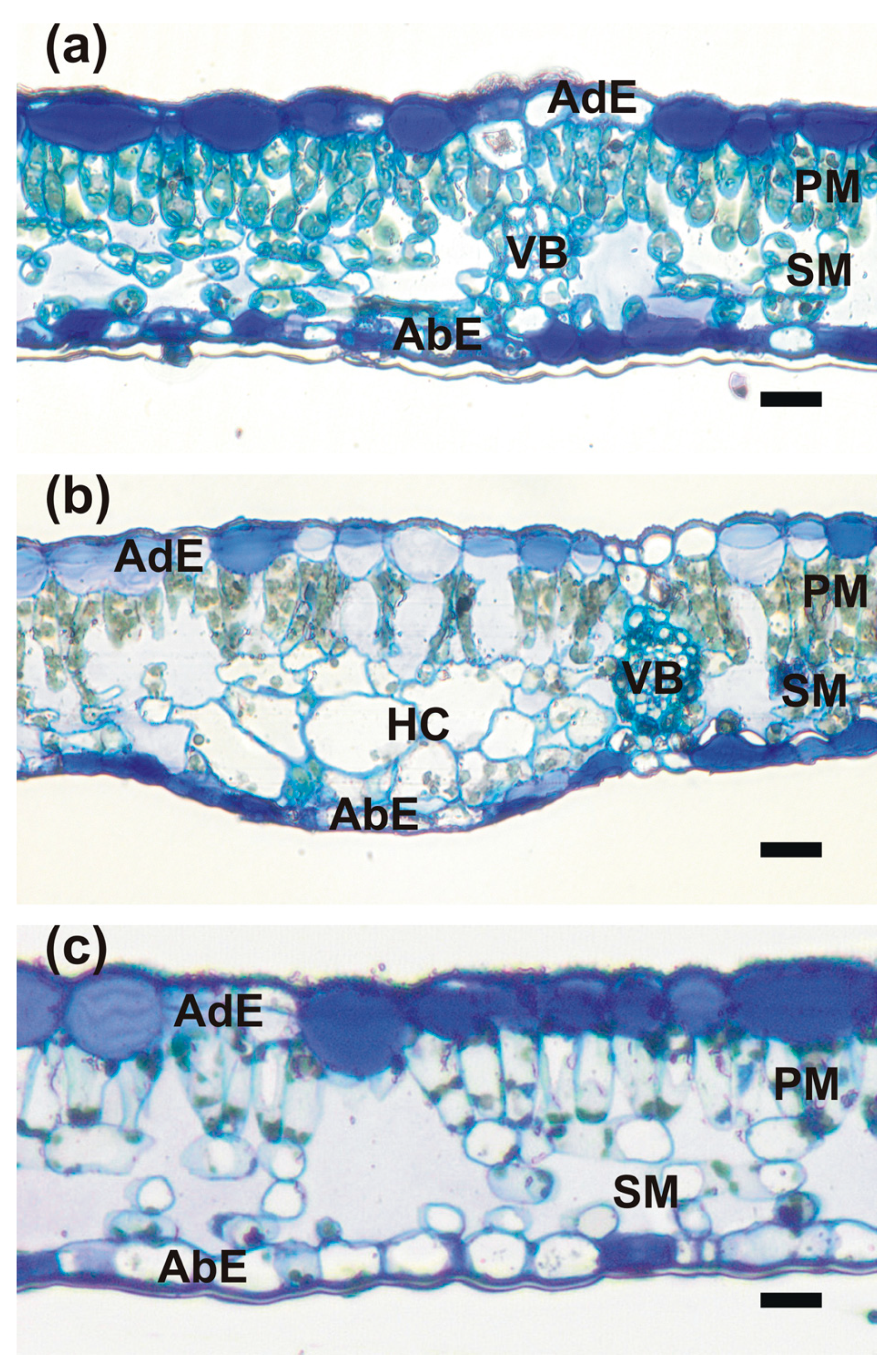 Plants 14 00909 g002