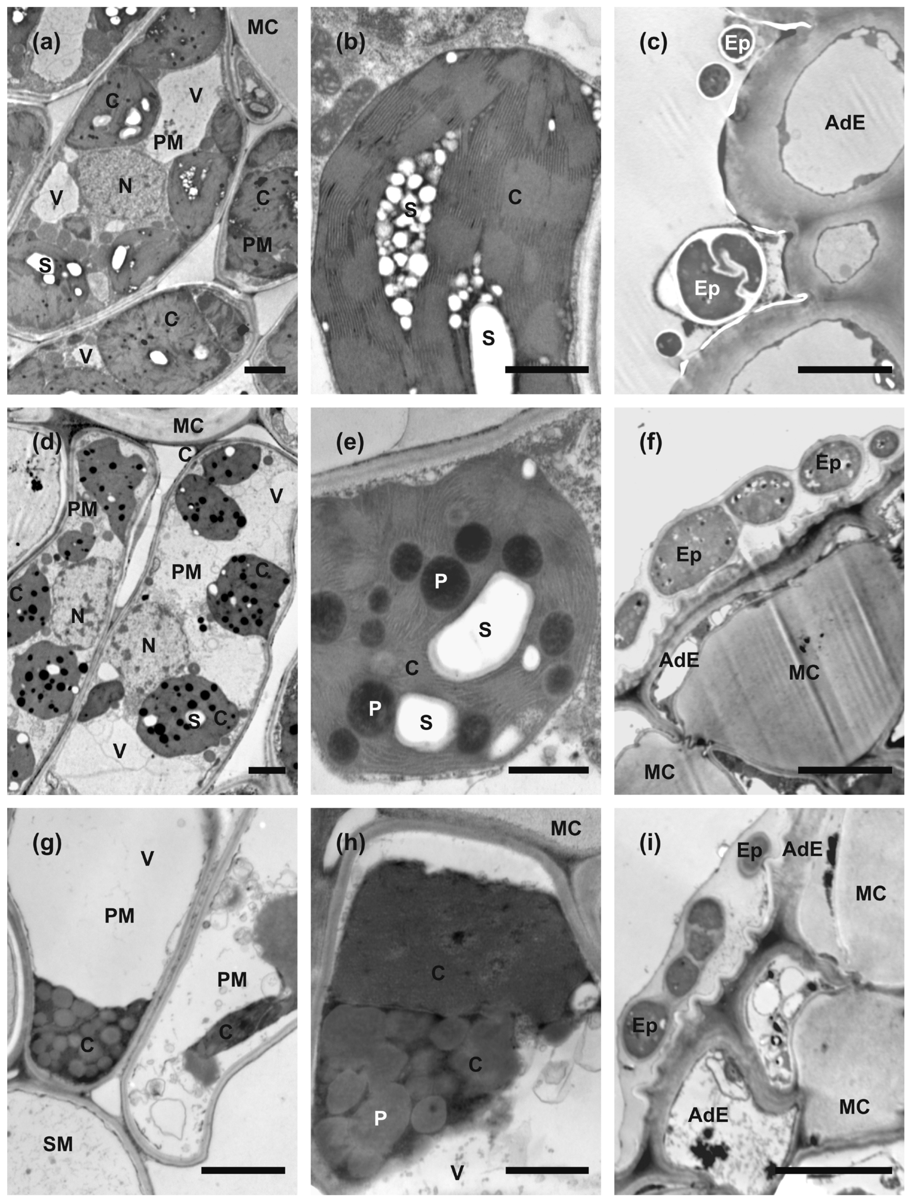 Plants 14 00909 g003