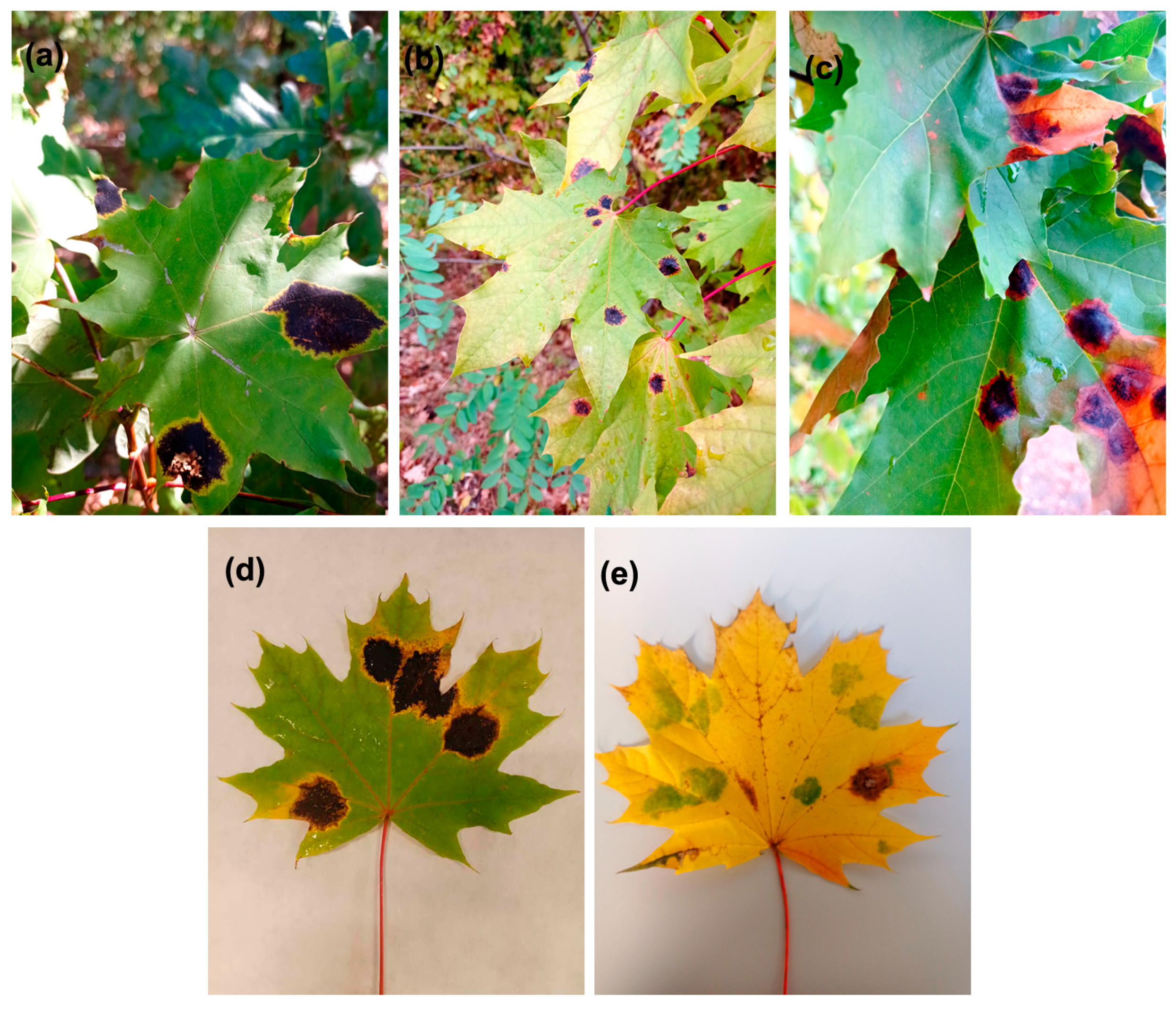 Plants 14 00909 g0a2