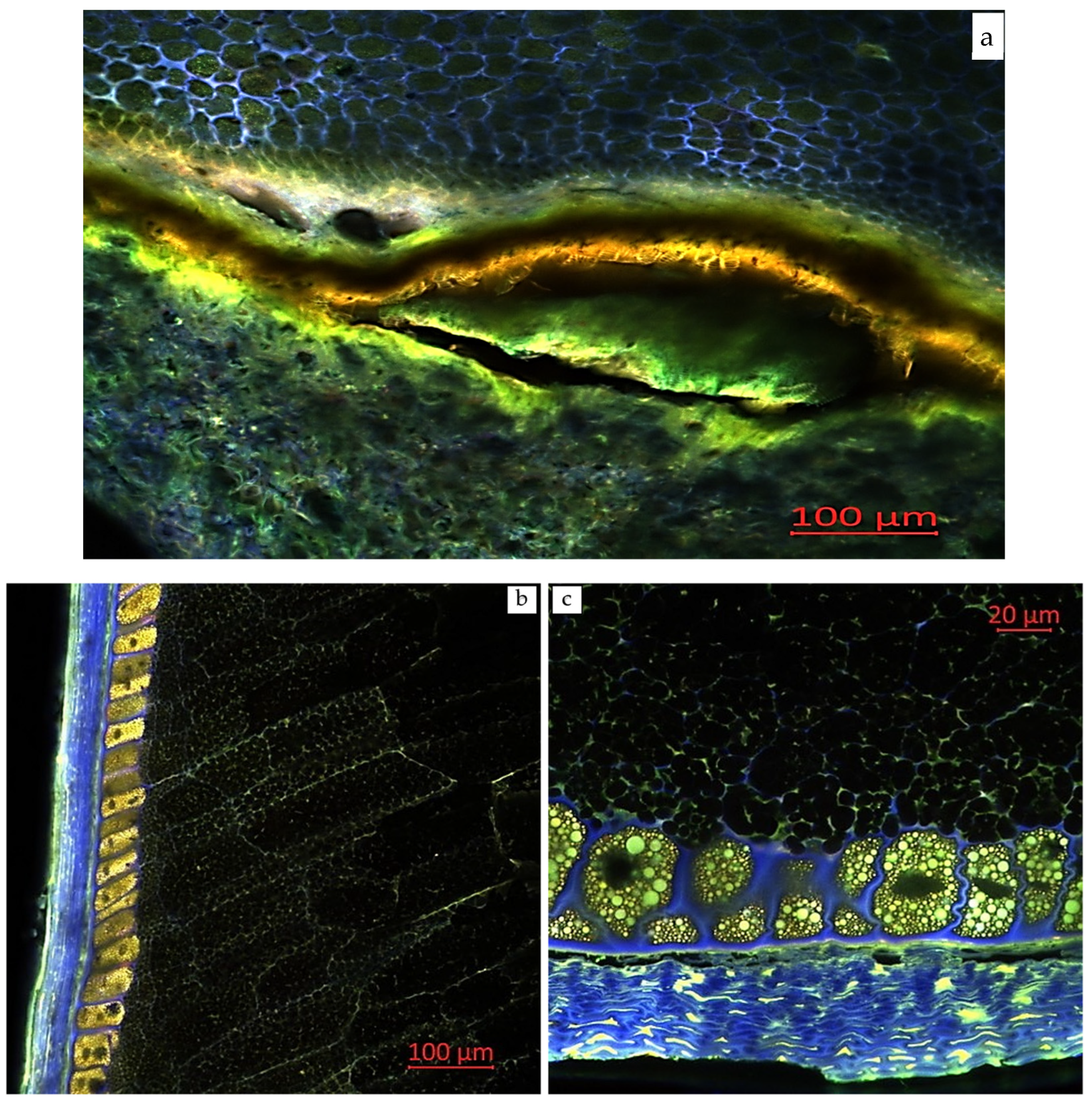 Plants 14 00913 g002