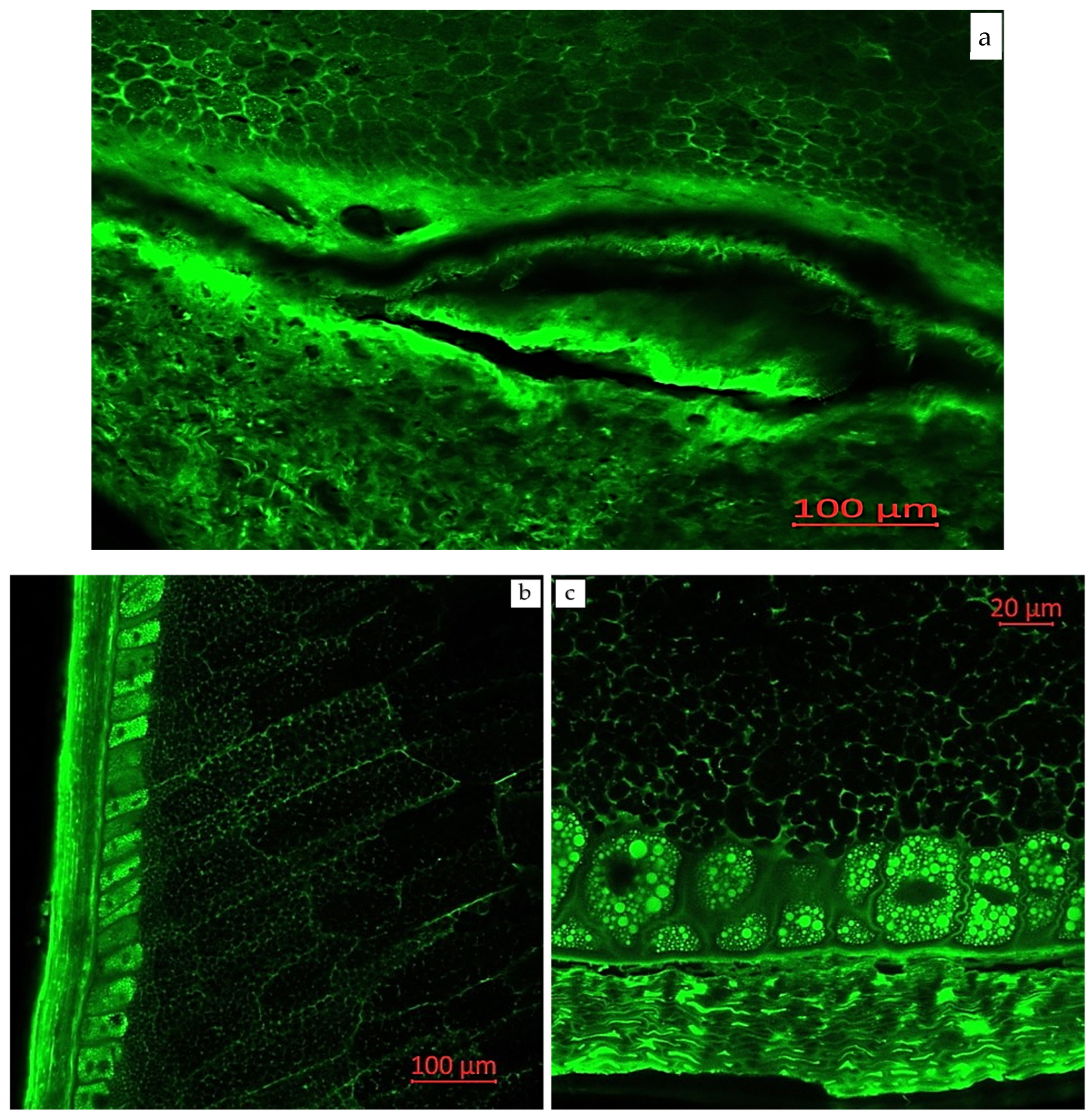 Plants 14 00913 g003