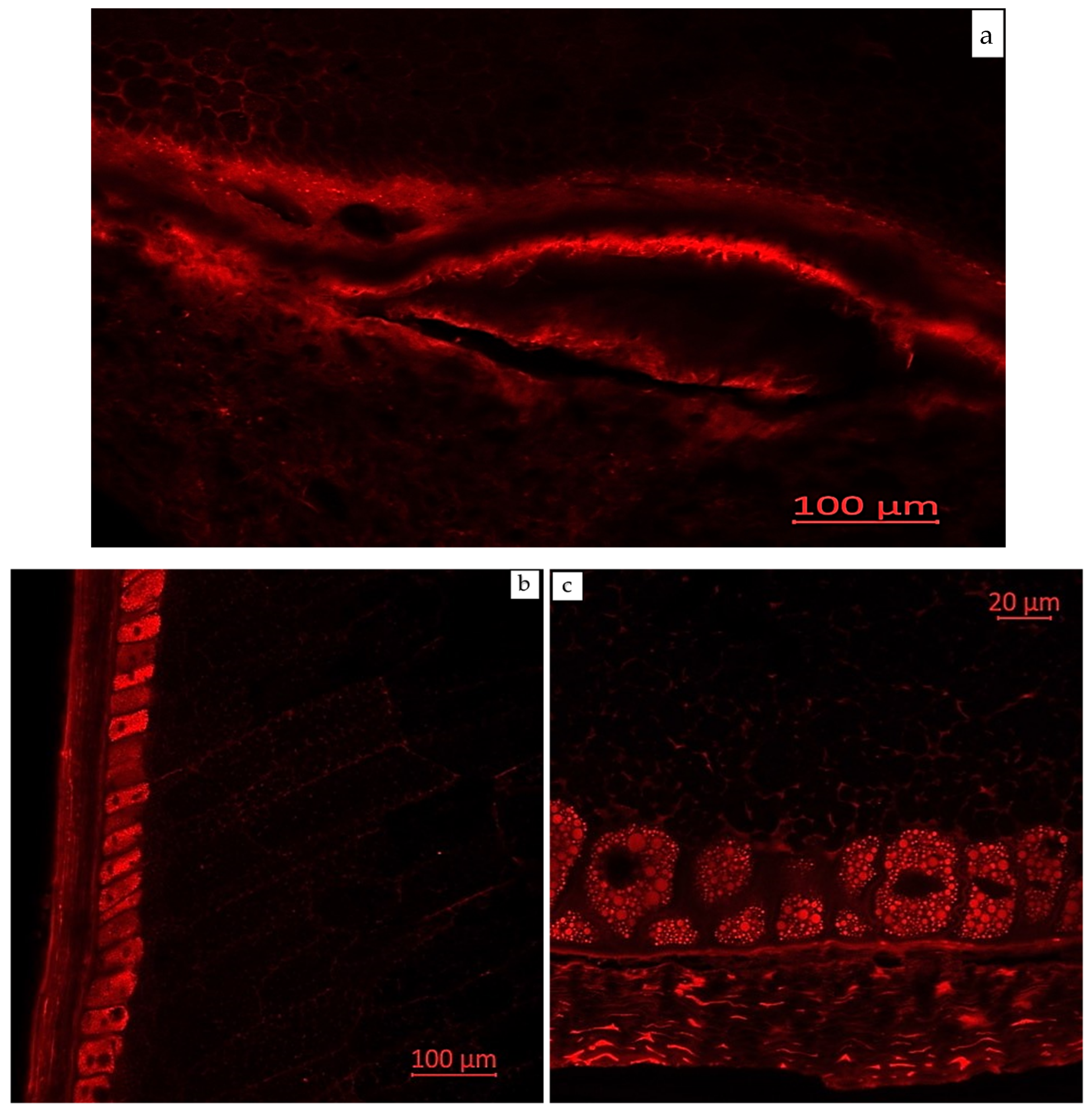 Plants 14 00913 g005