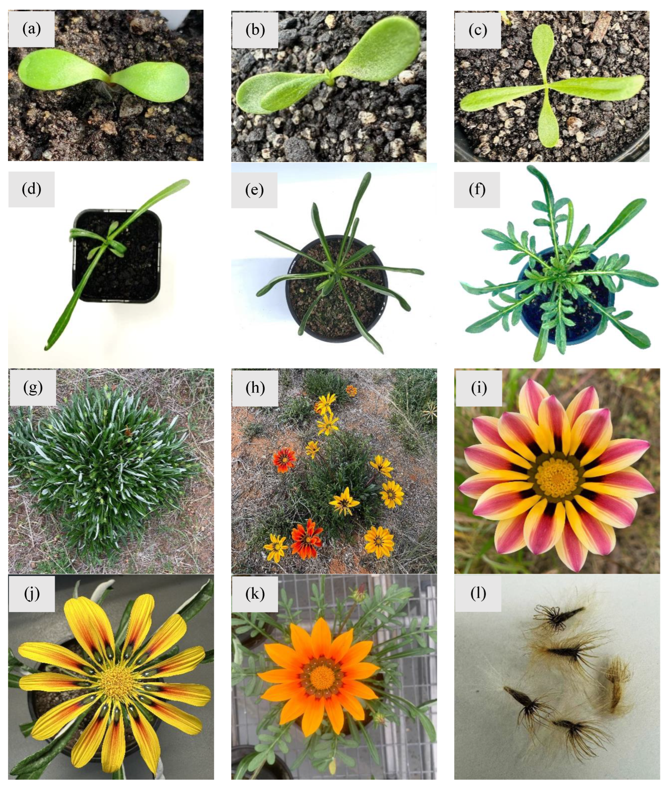 Plants 14 00915 g002 Plants 14 00915 g002