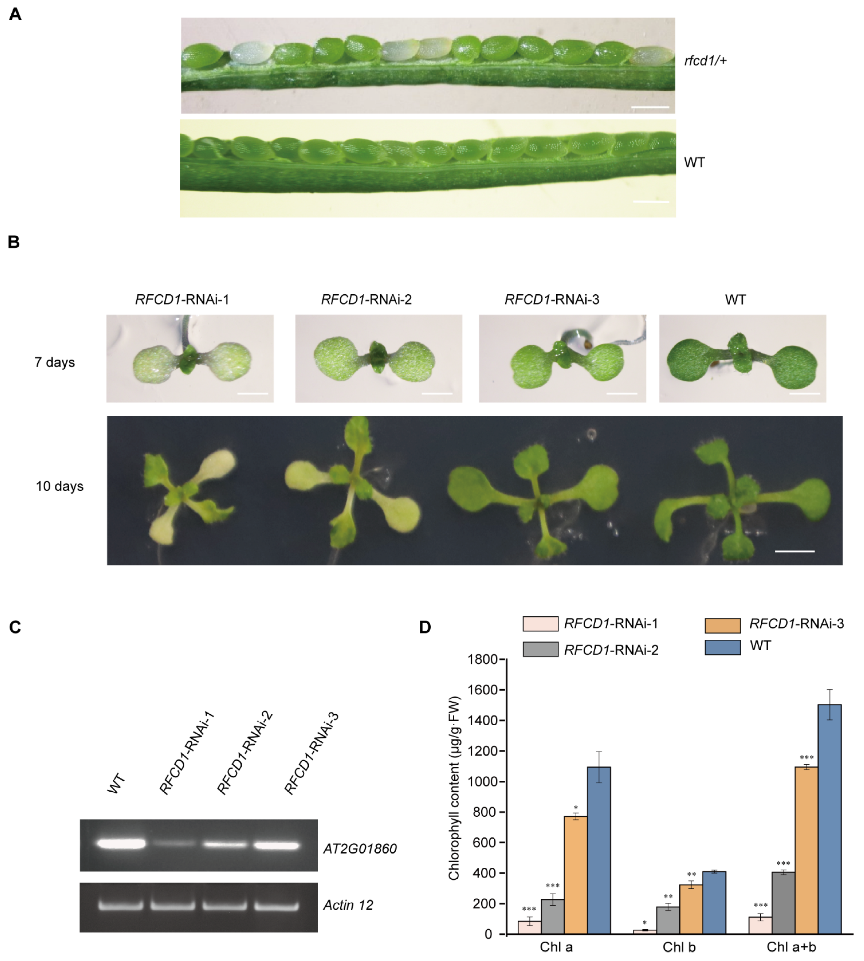 Plants 14 00921 g001