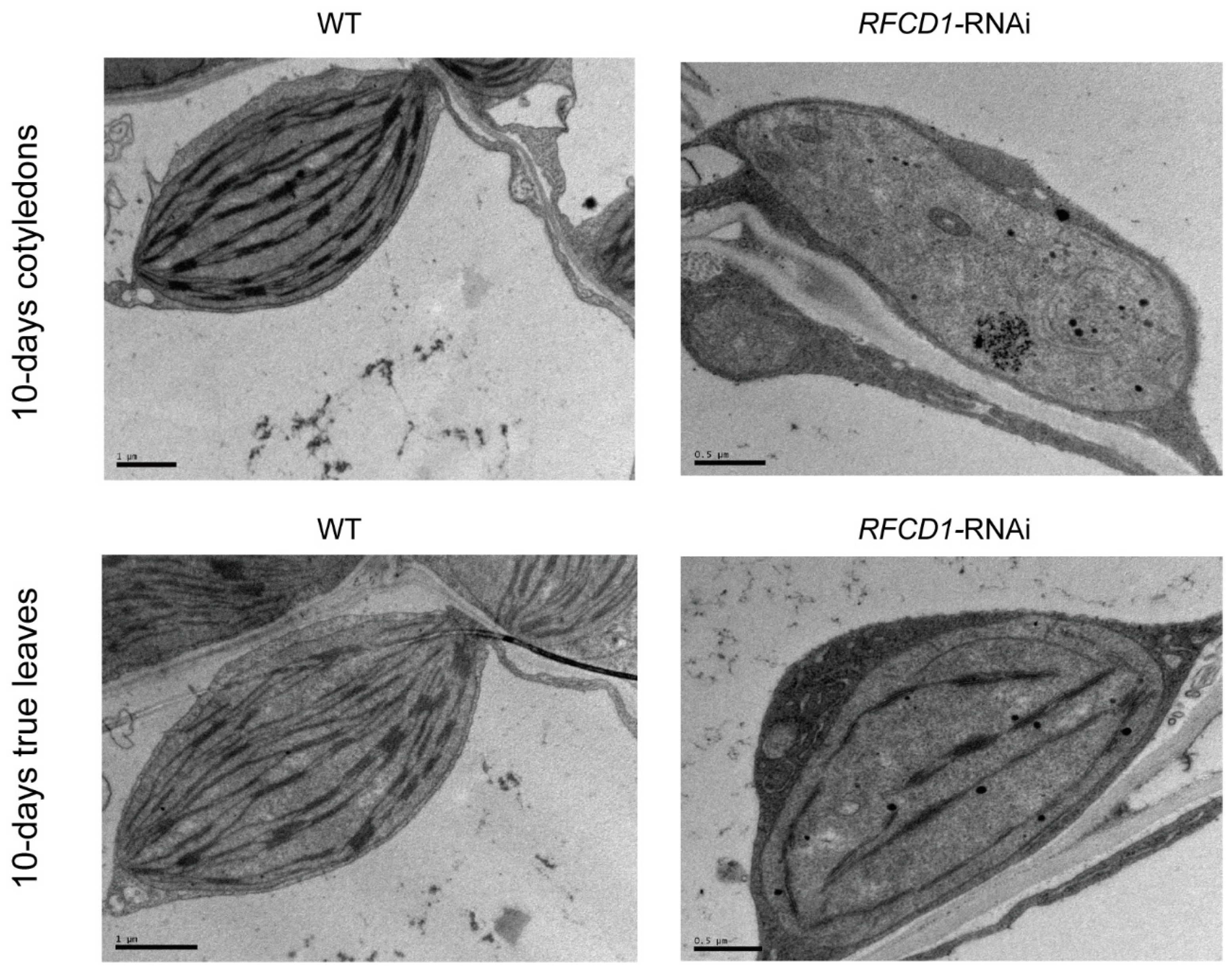 Plants 14 00921 g003