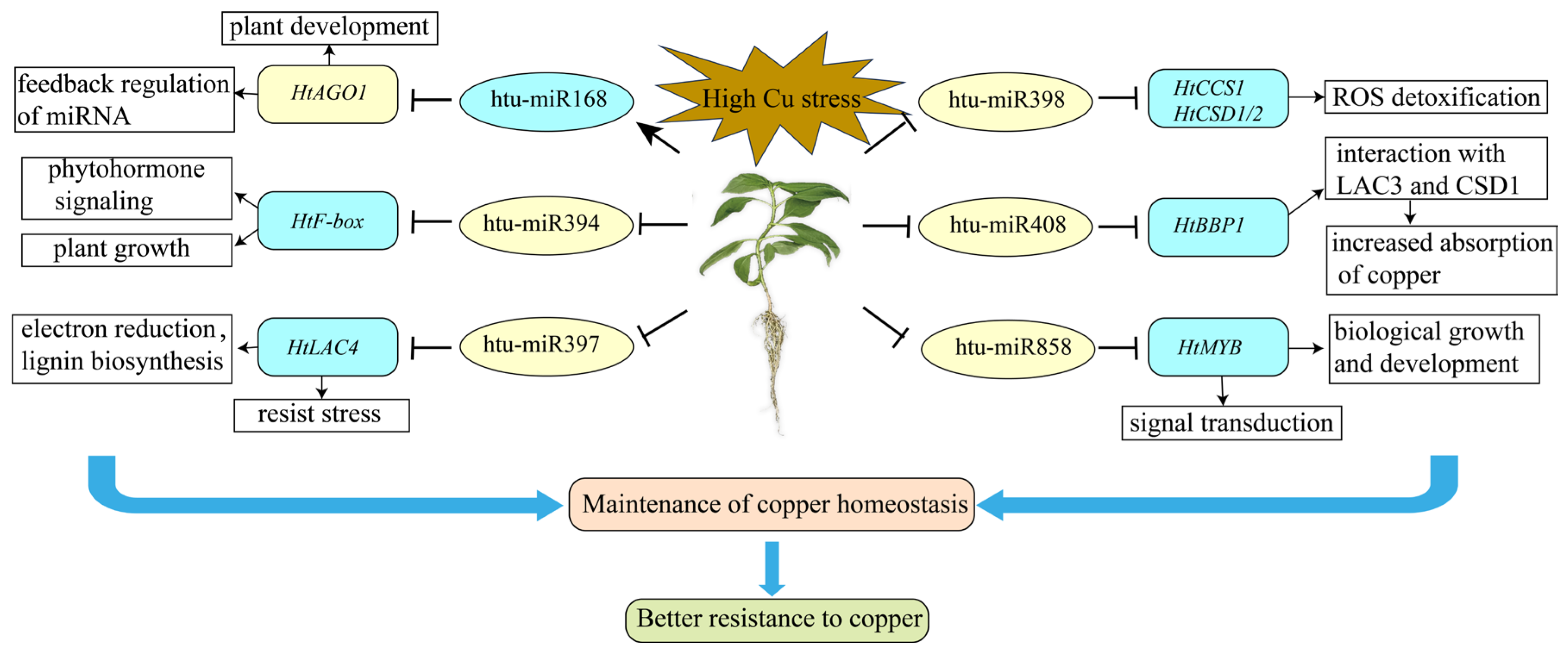 Plants 14 00955 g009
