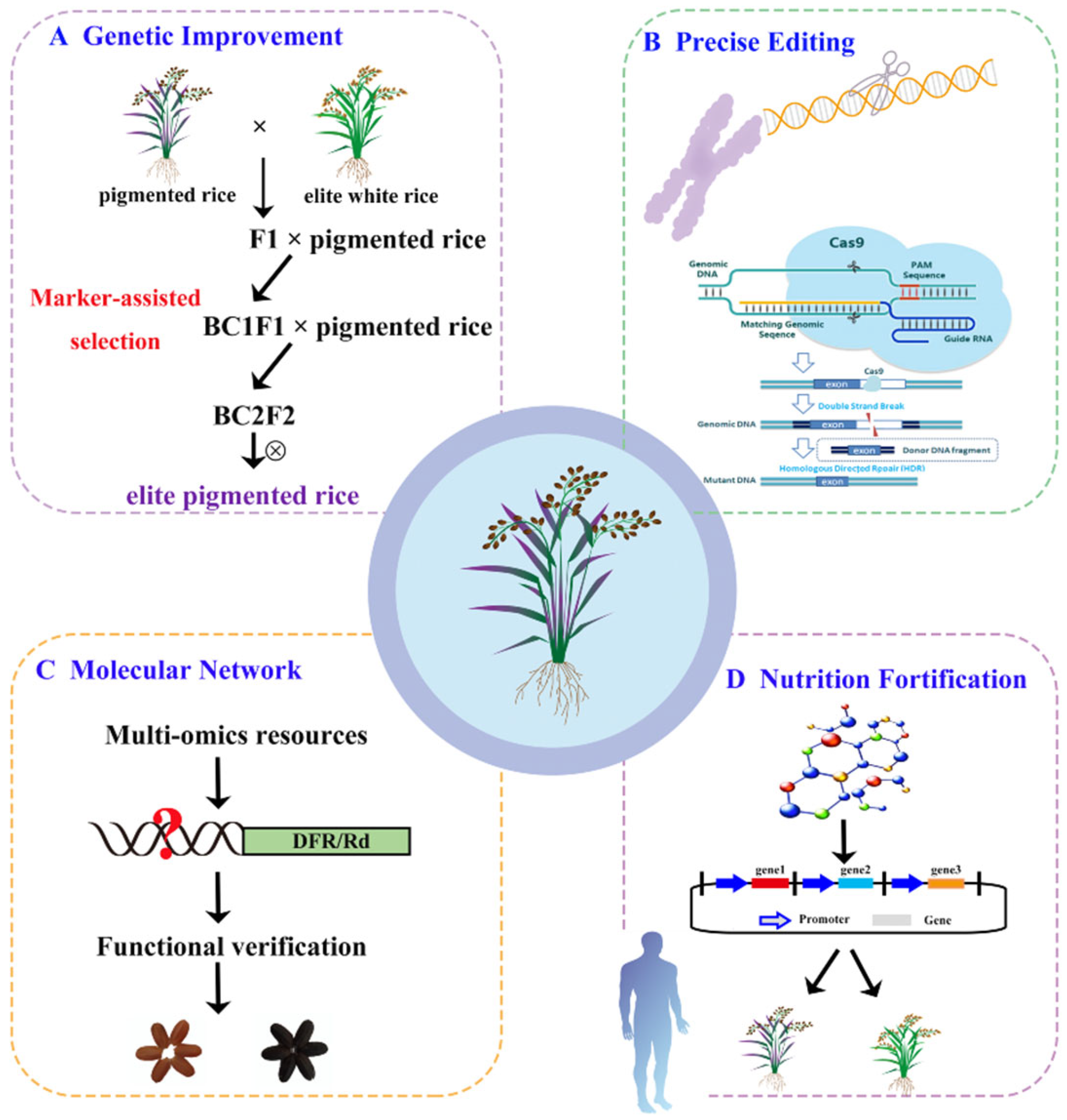 Plants 14 00963 g003