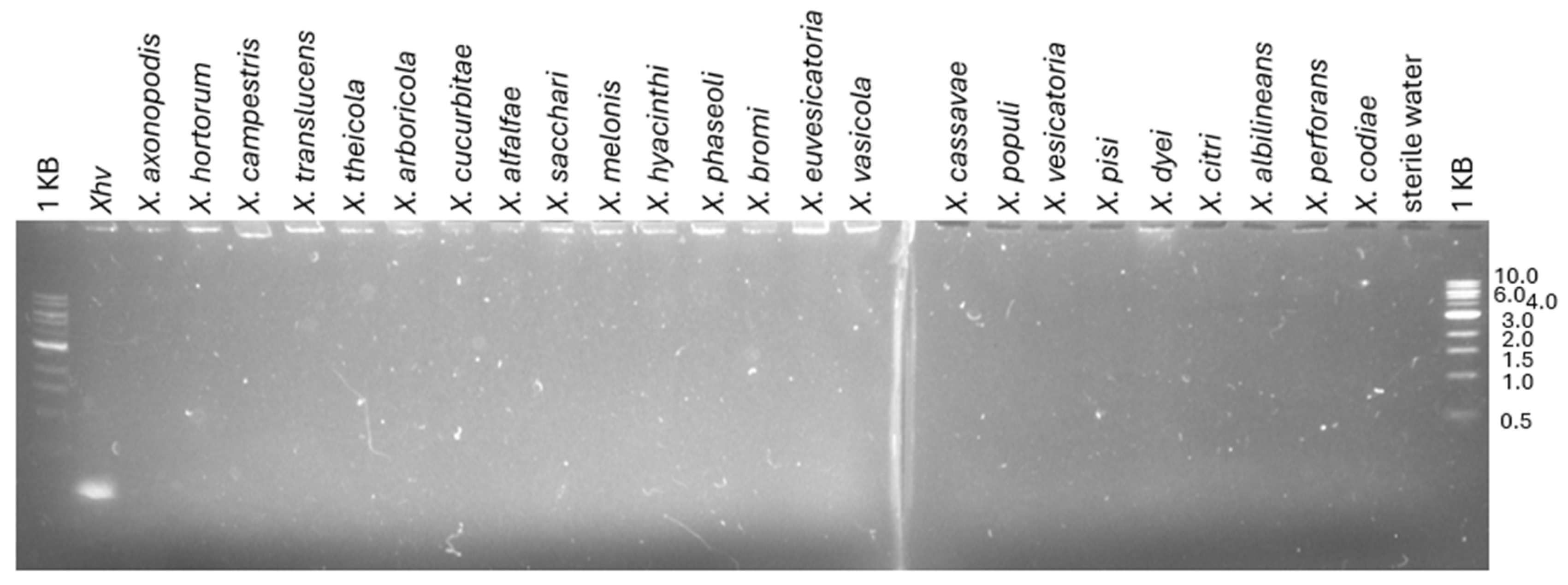 Plants 14 00964 g002 Plants 14 00964 g002
