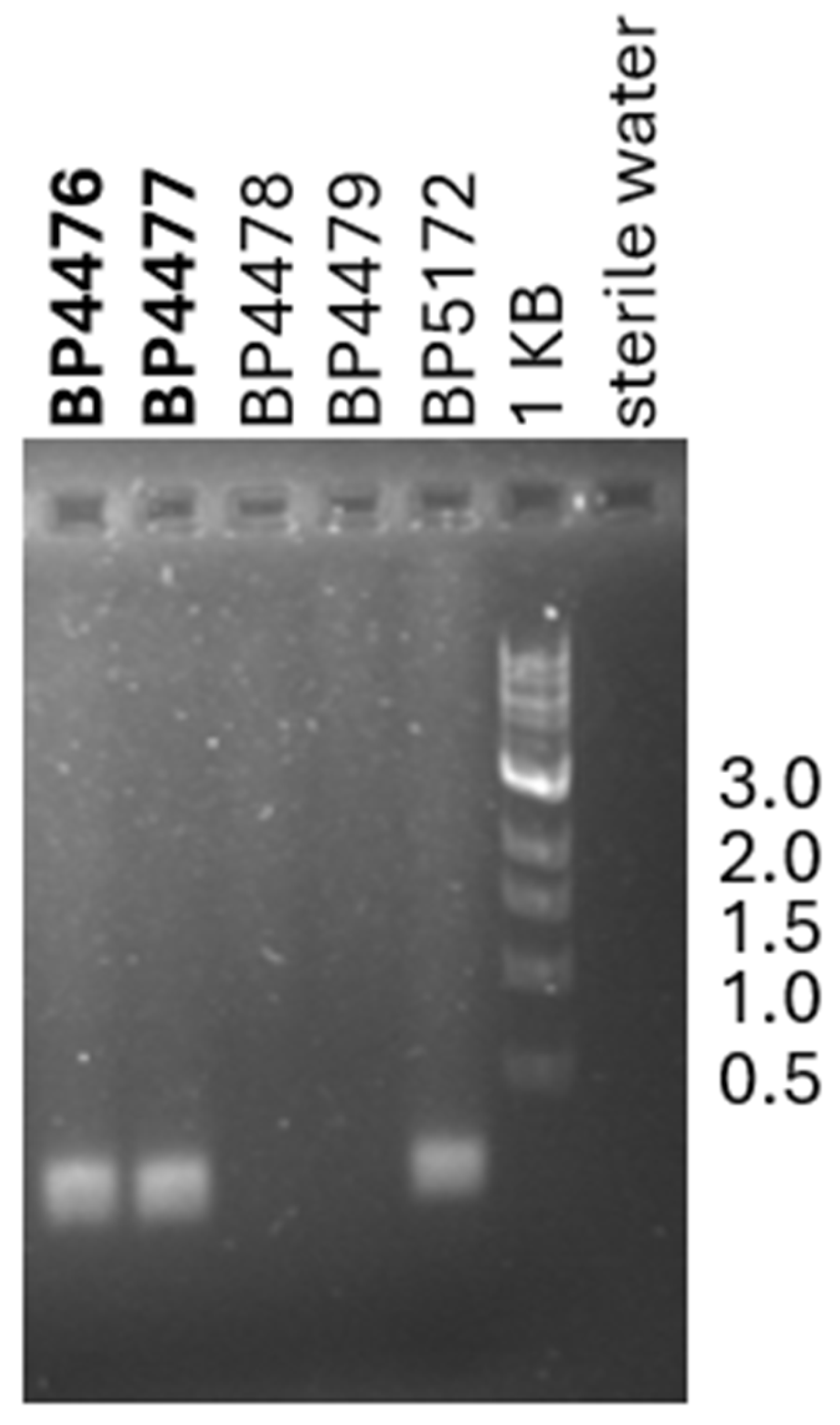 Plants 14 00964 g003 Plants 14 00964 g003