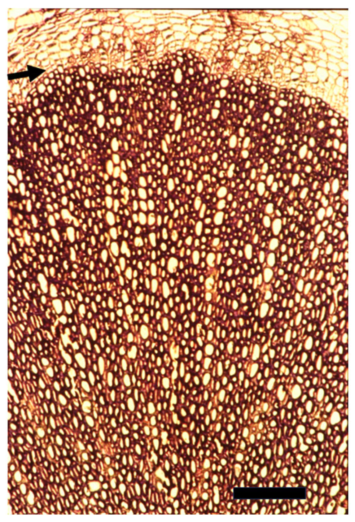 Plants 14 00971 g001 Plants 14 00971 g001