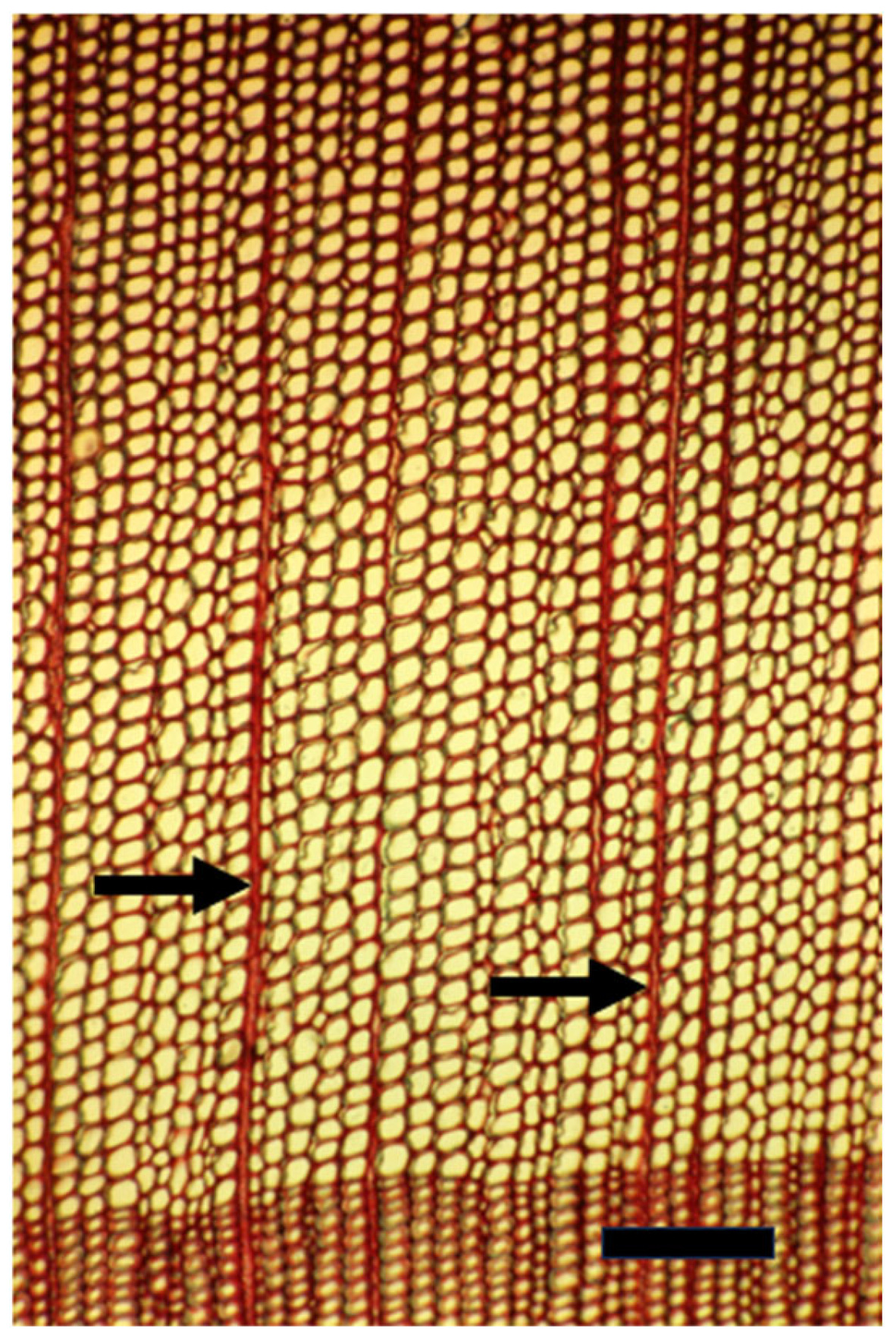 Plants 14 00971 g004 Plants 14 00971 g004
