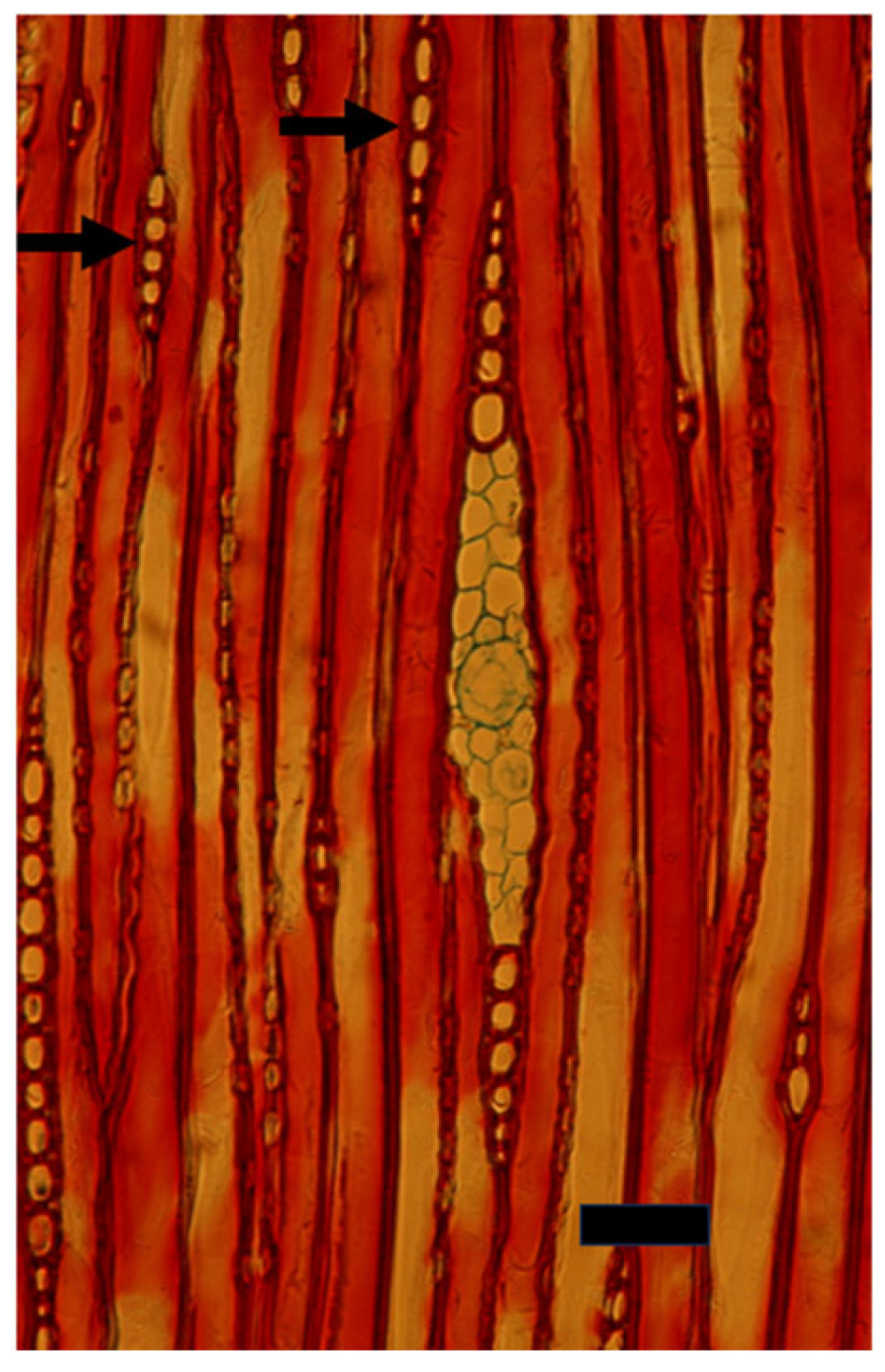 Plants 14 00971 g005 Plants 14 00971 g005