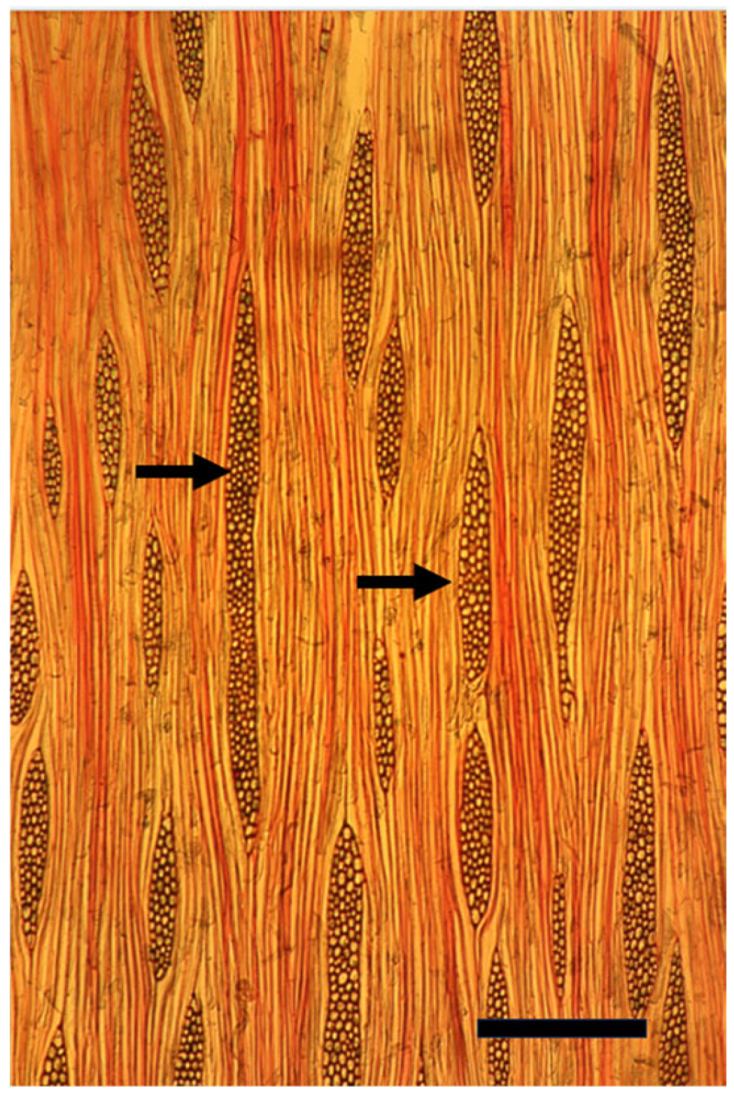 Plants 14 00971 g007 Plants 14 00971 g007