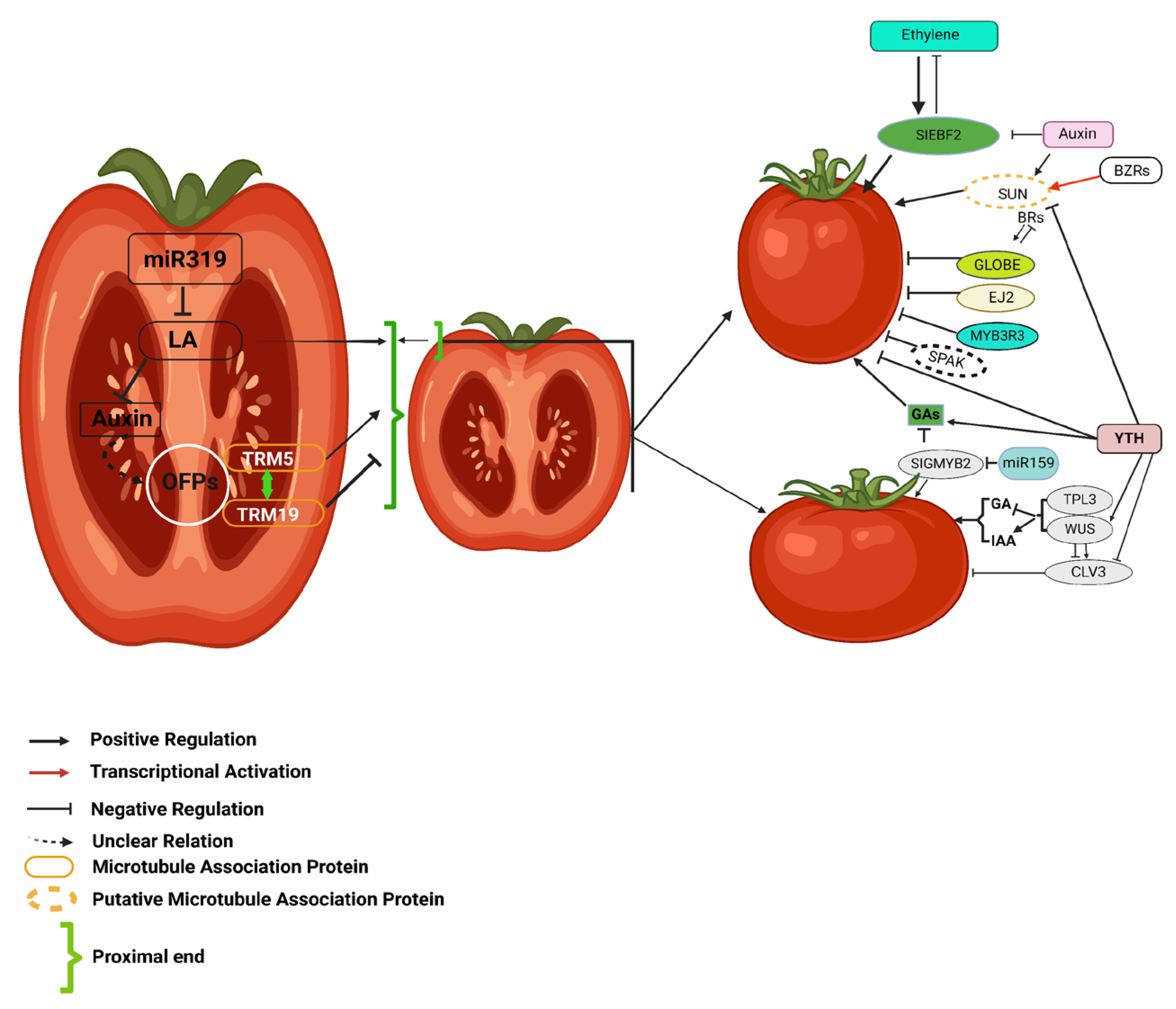 Plants 14 00974 g002