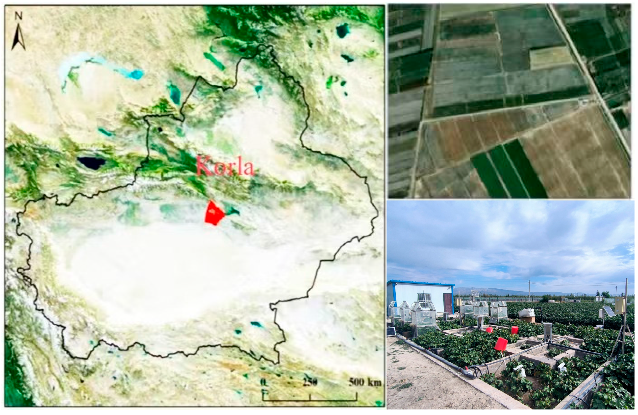 Plants 14 00987 g001