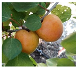 Plants 14 01000 i002