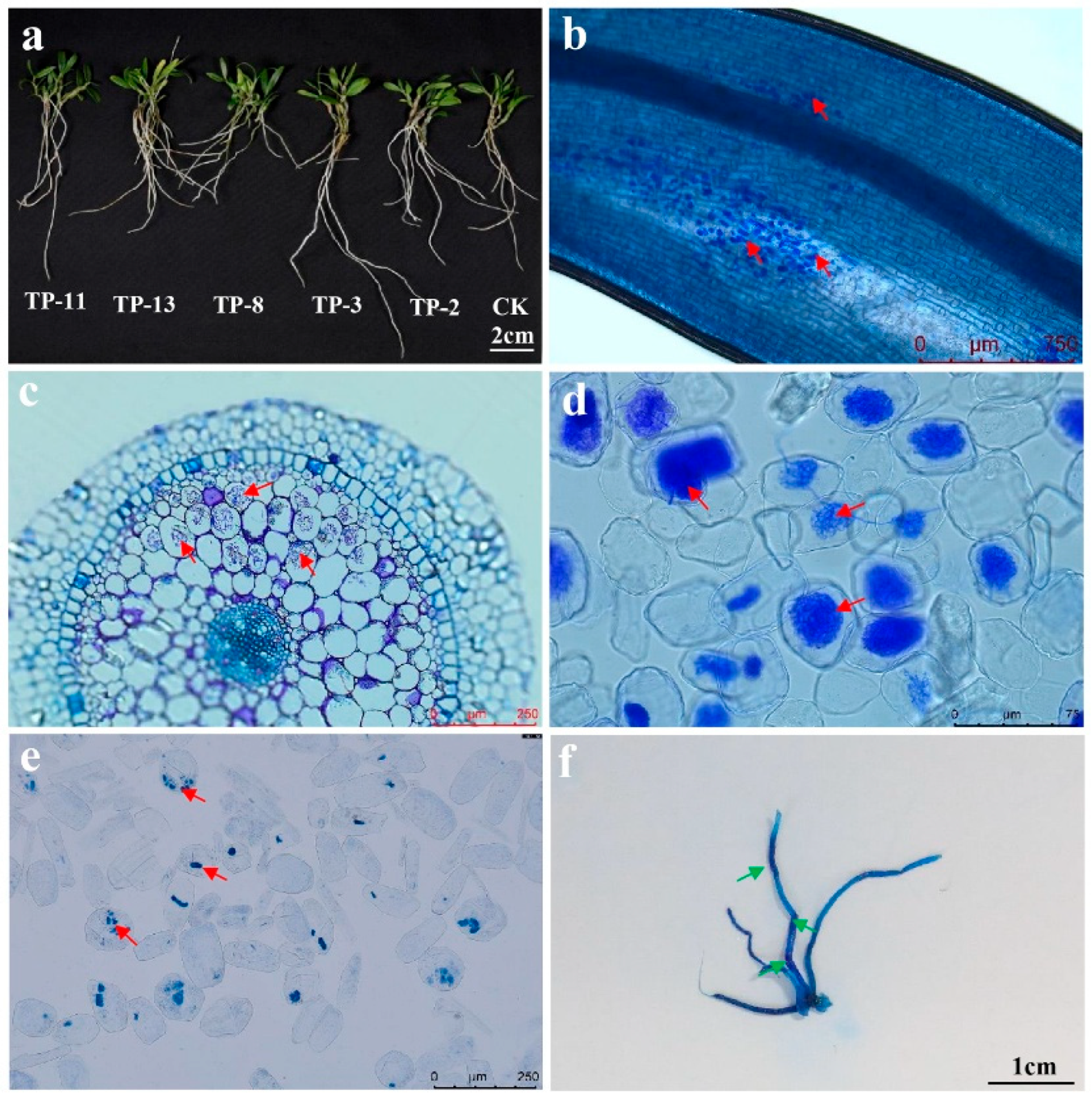 Plants 14 01024 g001