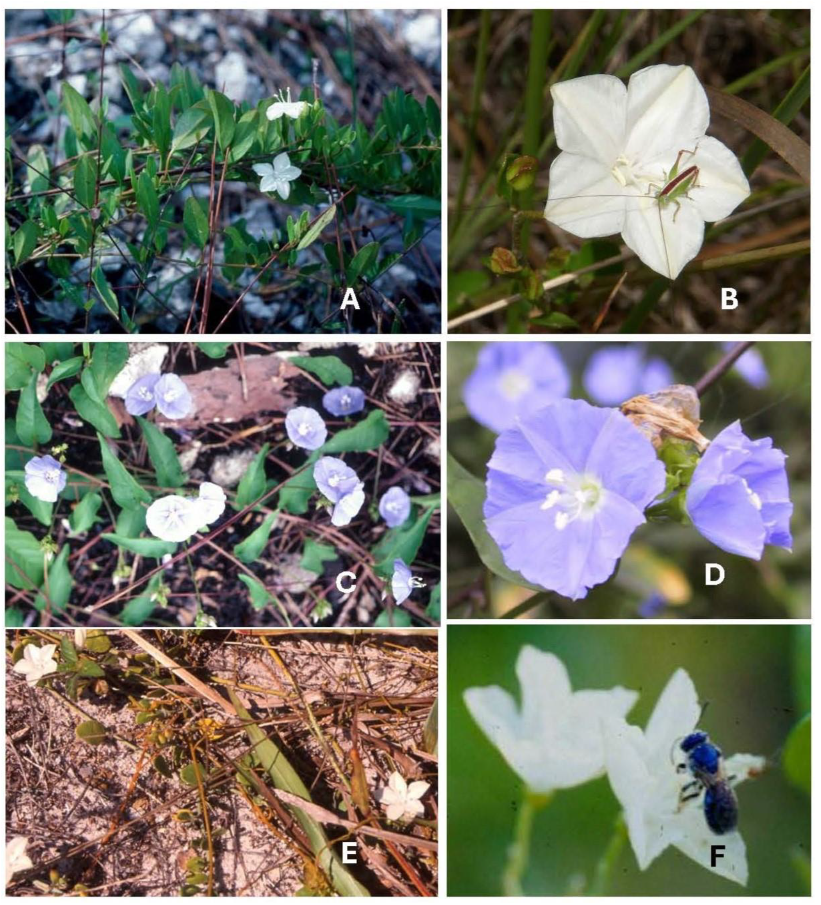 Plants 14 01041 g004