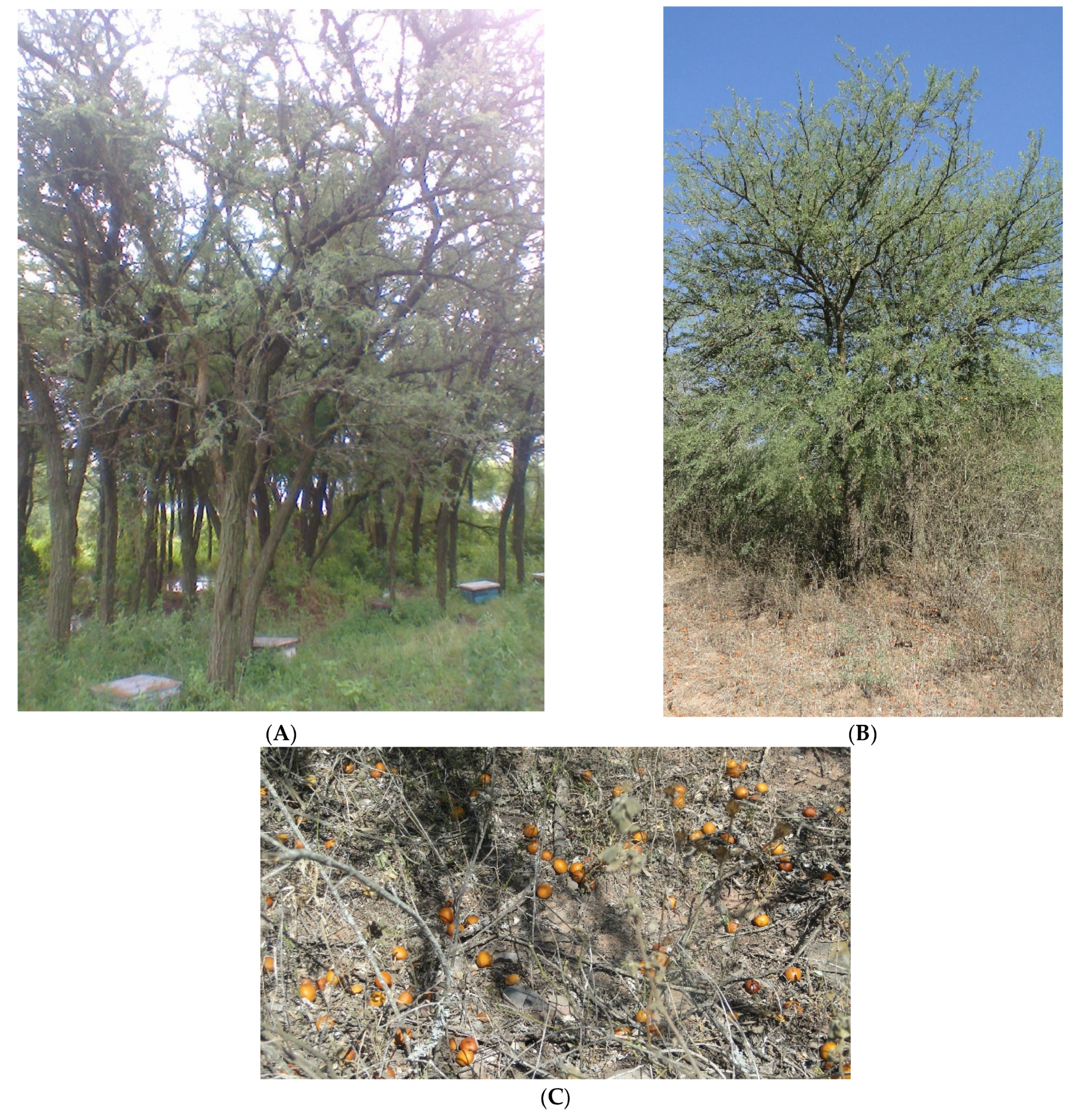 Plants 14 01047 g002