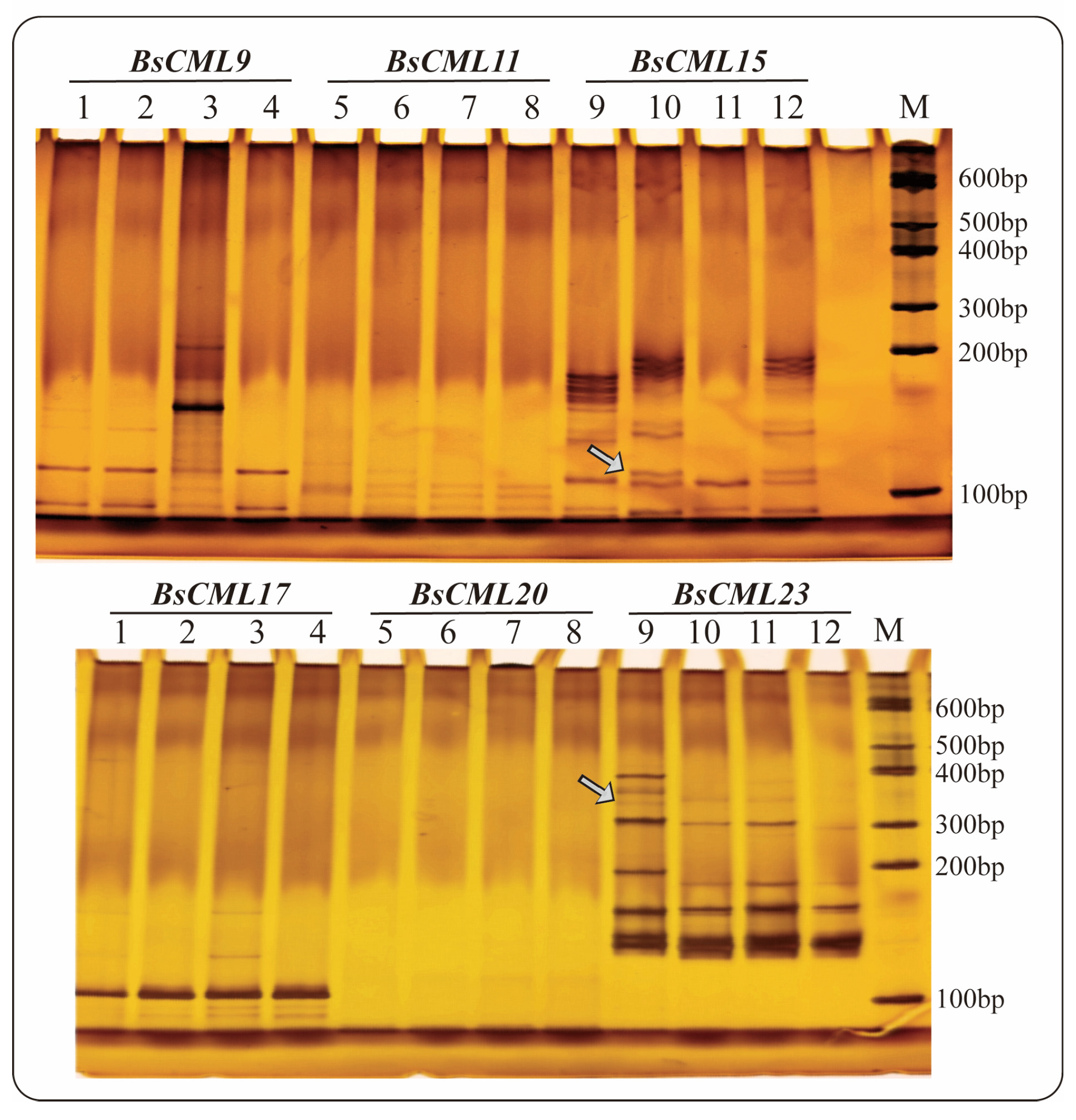 Plants 14 01052 g003