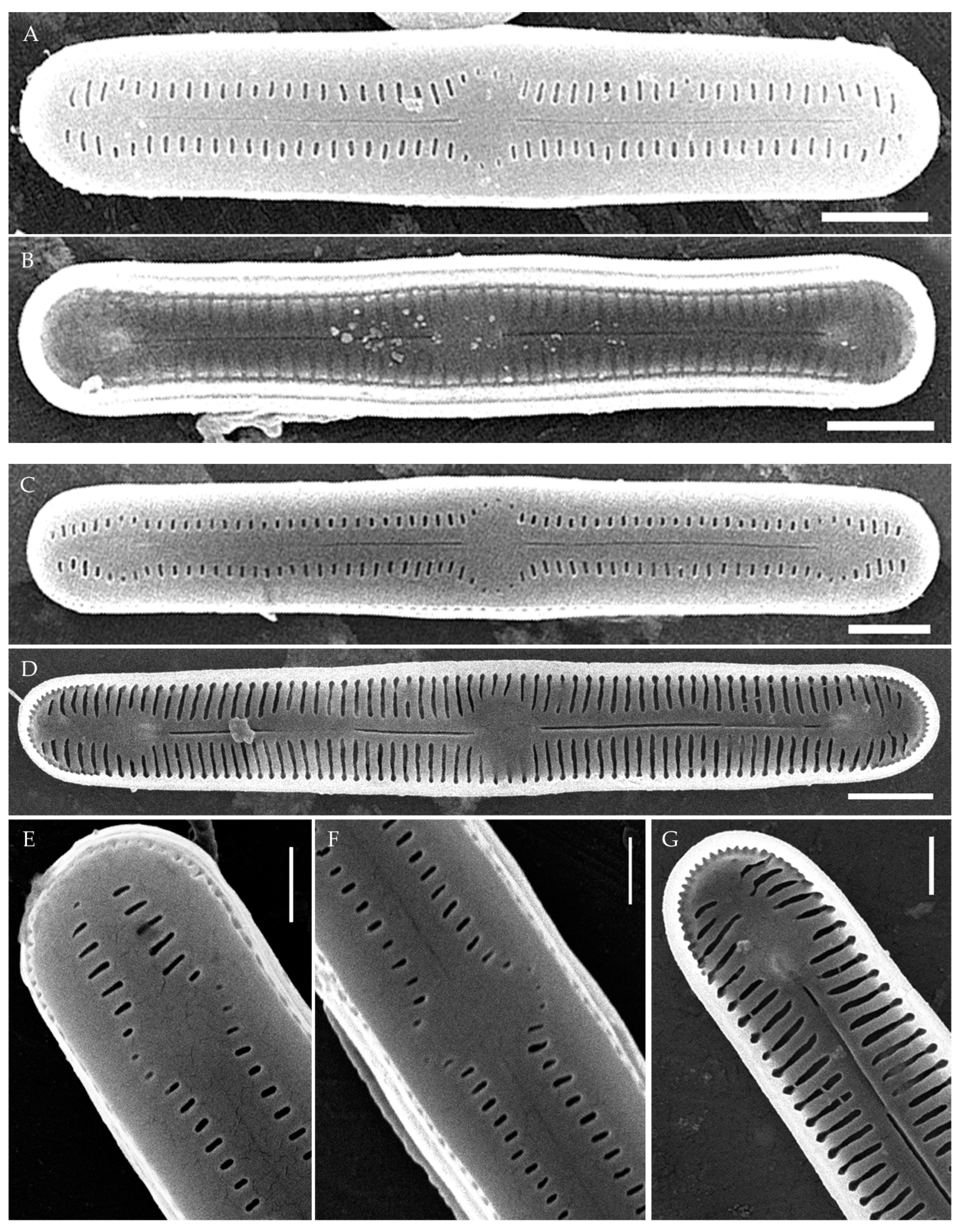 Plants 14 01069 g004