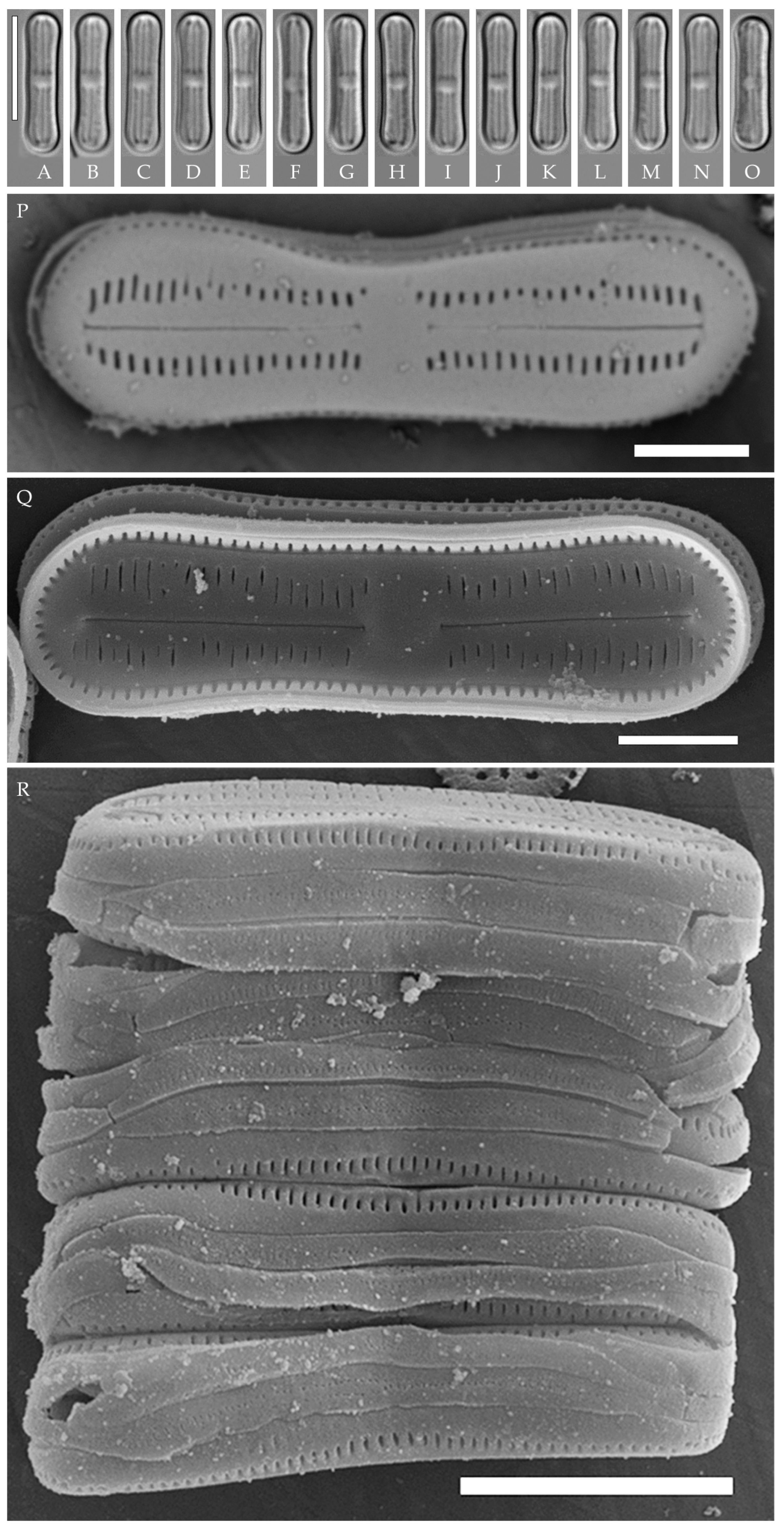 Plants 14 01069 g007