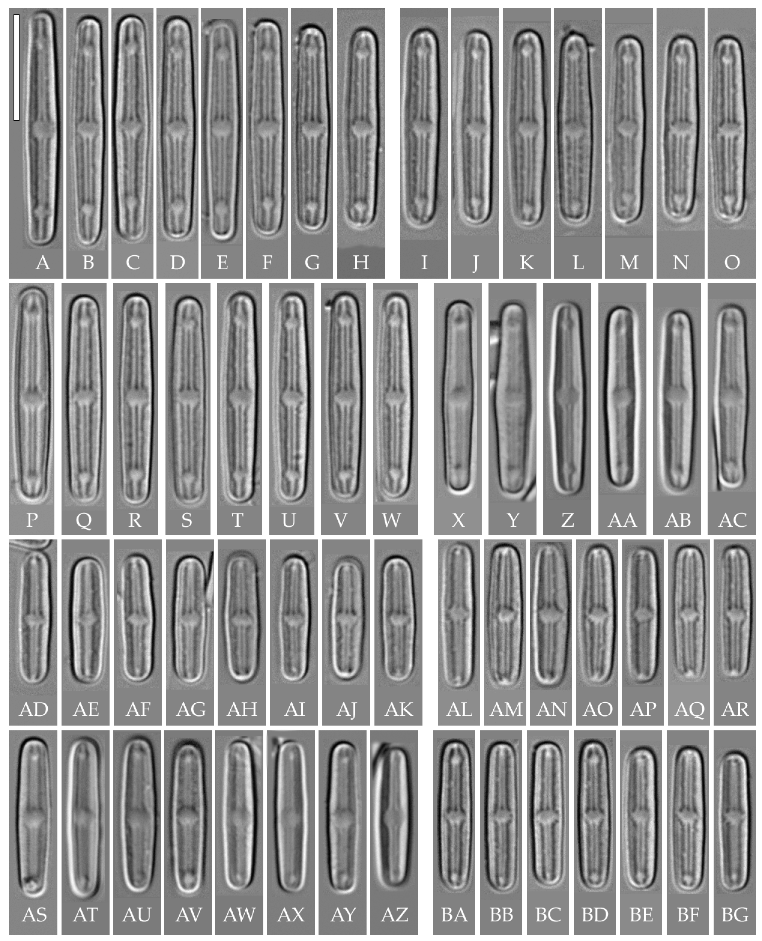 Plants 14 01069 g008