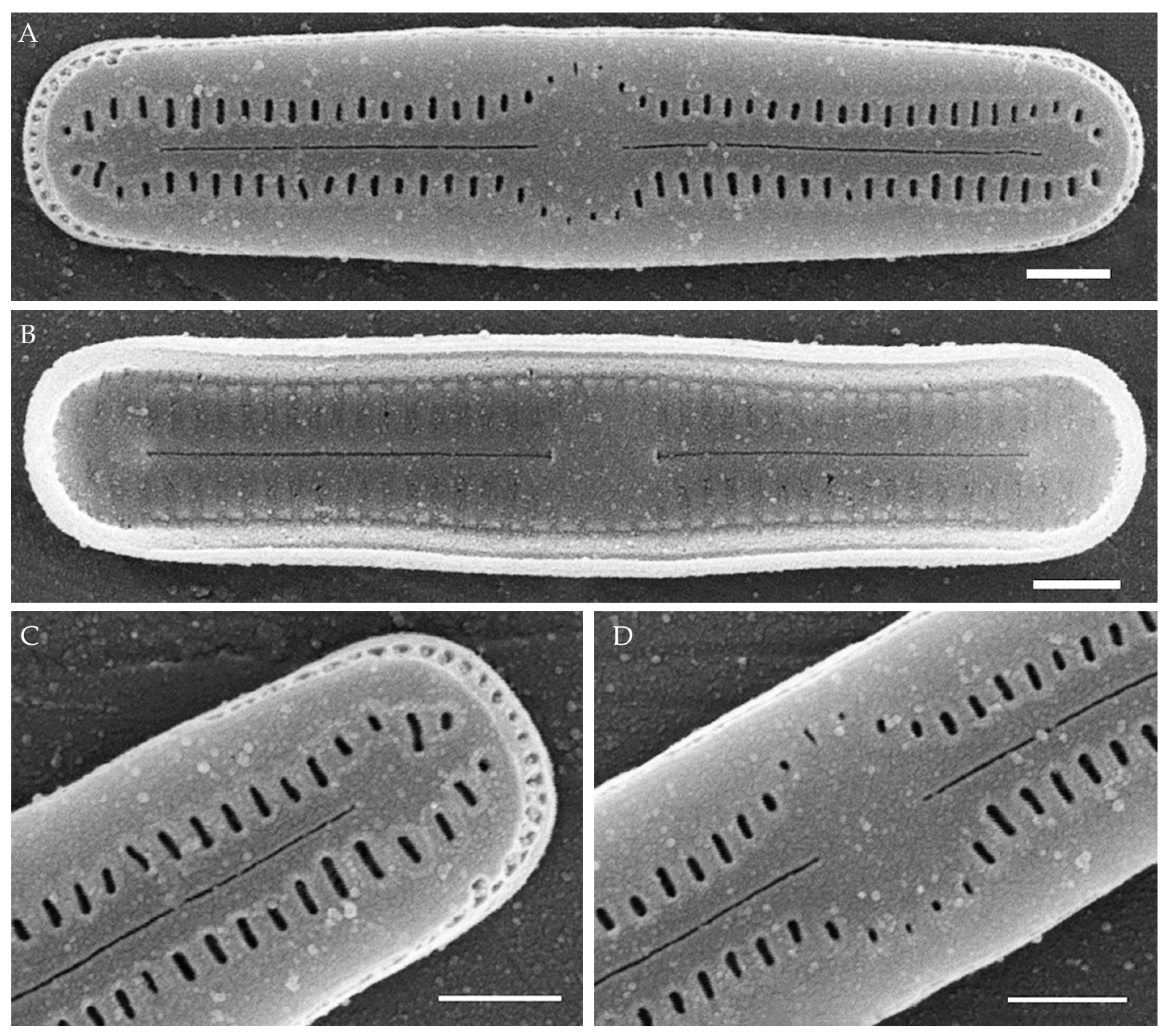 Plants 14 01069 g011