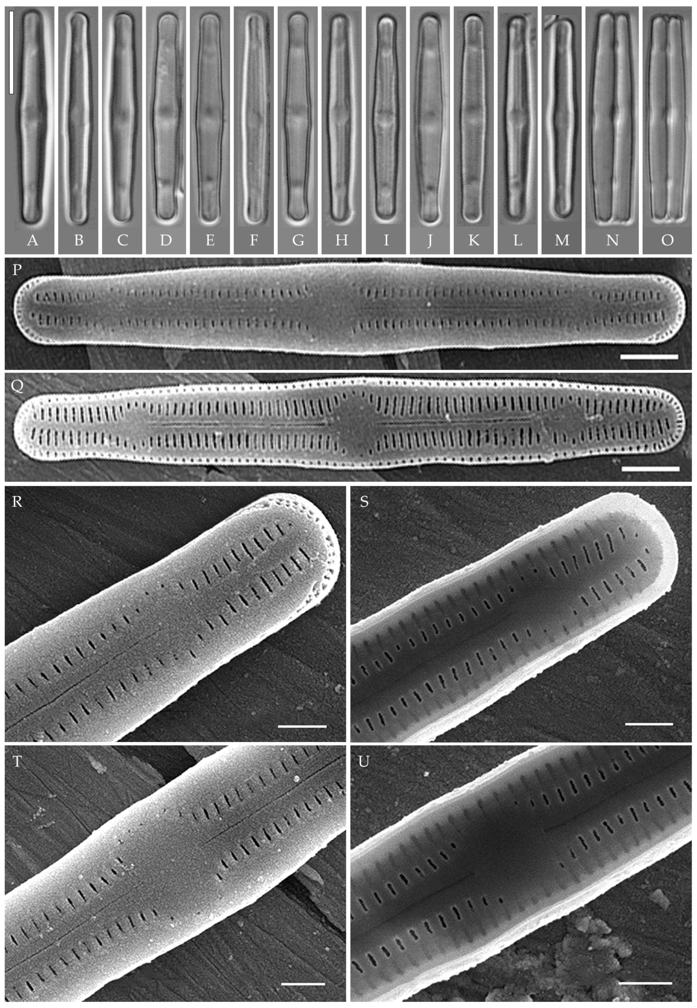 Plants 14 01069 g012