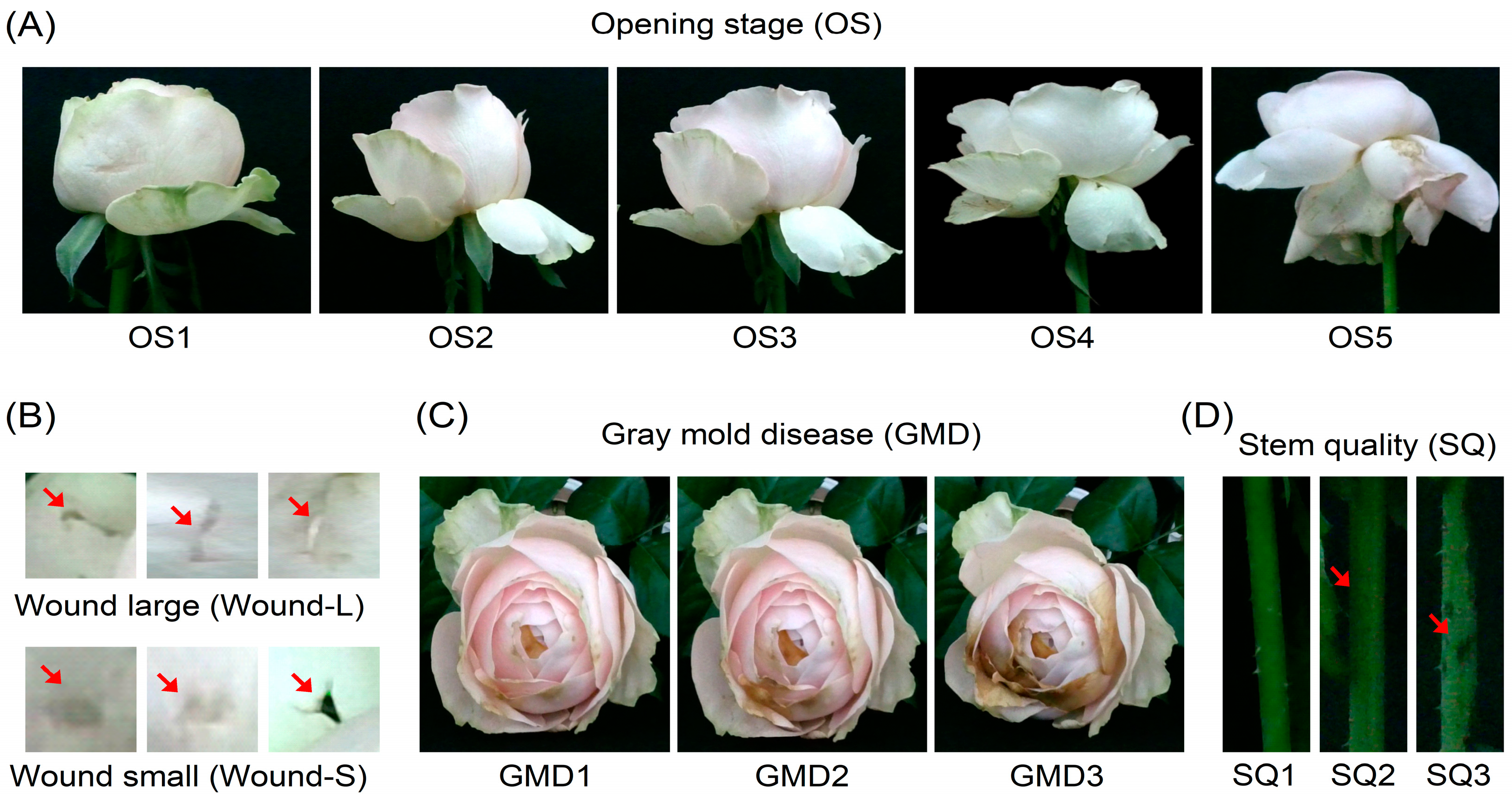 Plants 14 01076 g011