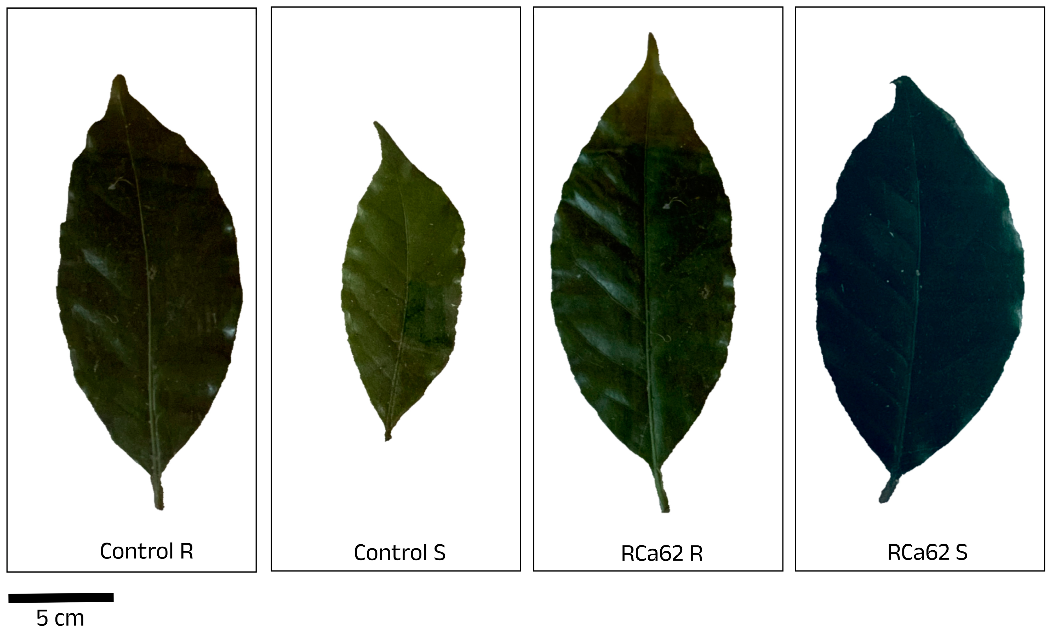 Plants 14 01084 g005