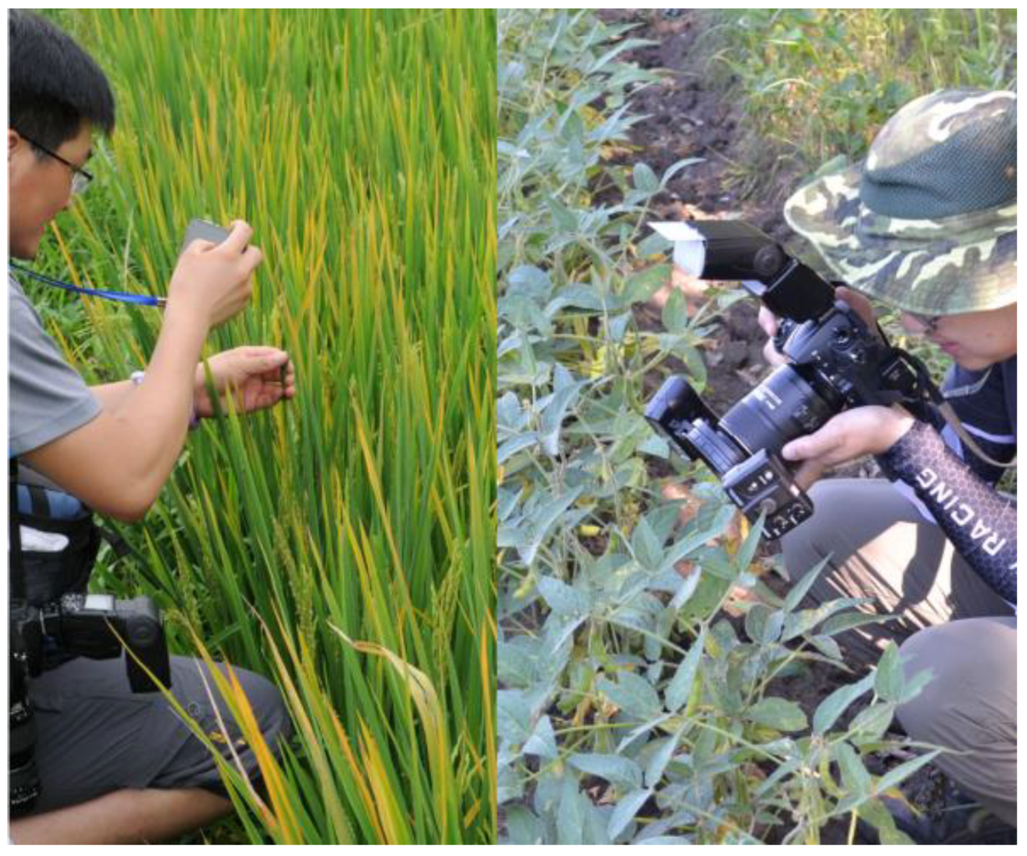 Plants 14 01106 g001