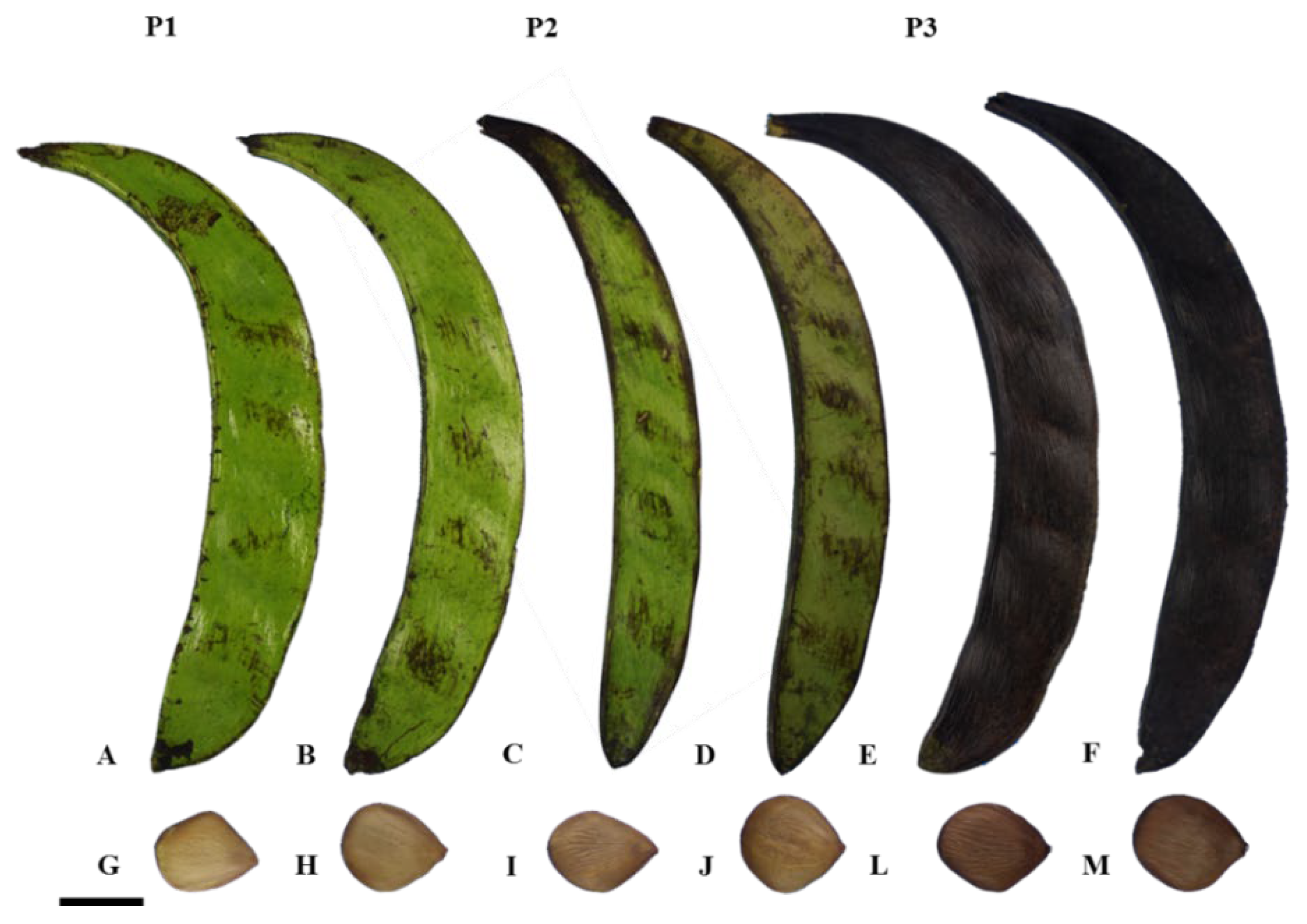 Plants 14 01112 g004