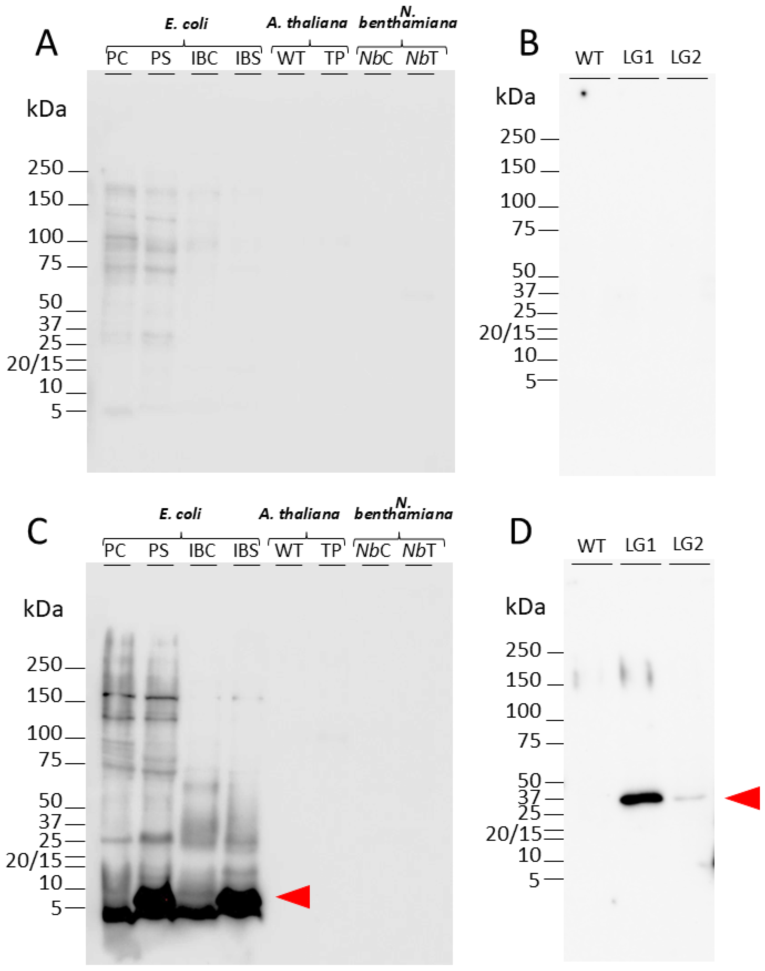 Plants 14 01117 g011