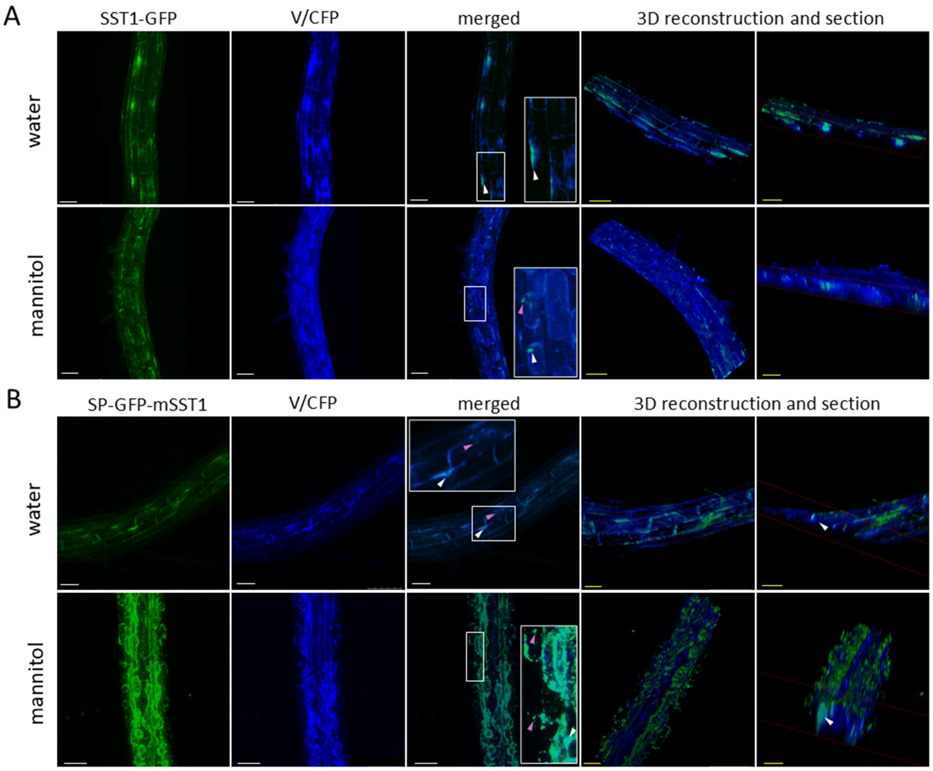 Plants 14 01117 g015