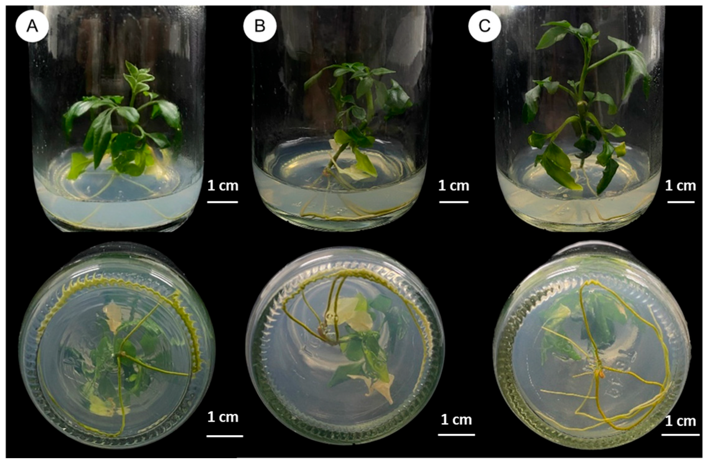 Plants 14 01123 g004