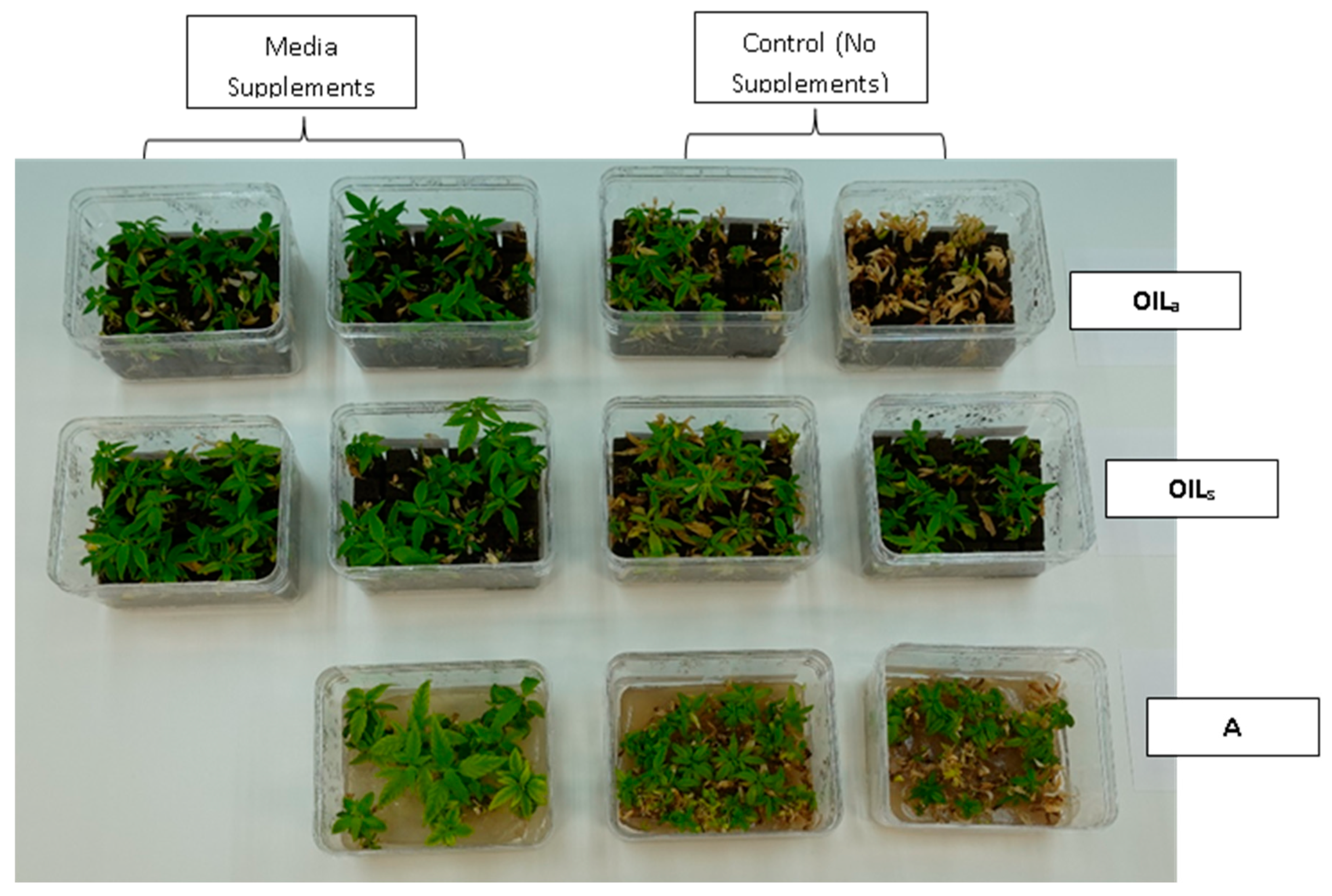 Plants 14 01138 g006