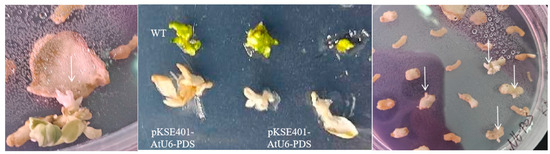 Plants 14 01142 g0a2