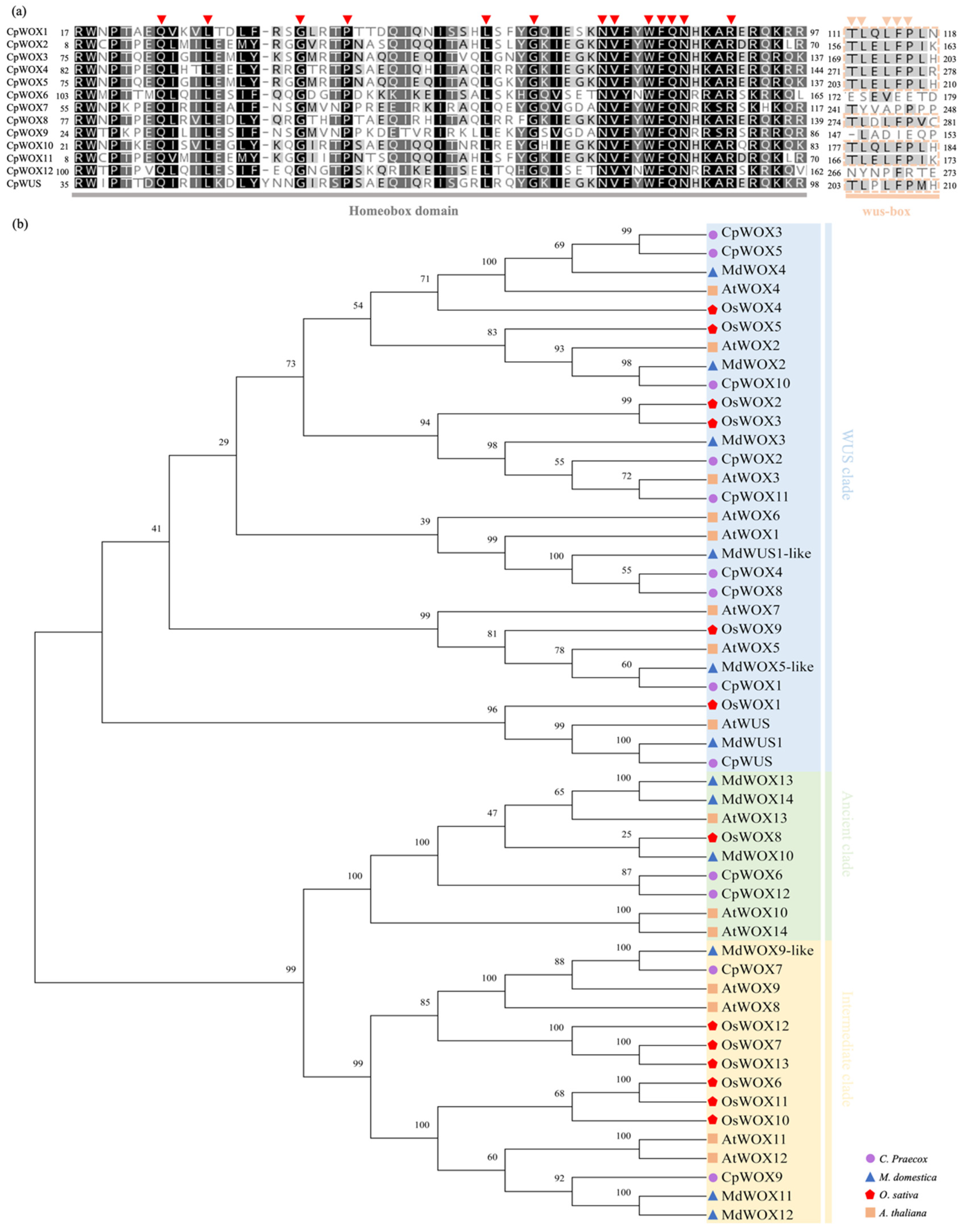 Plants 14 01144 g001