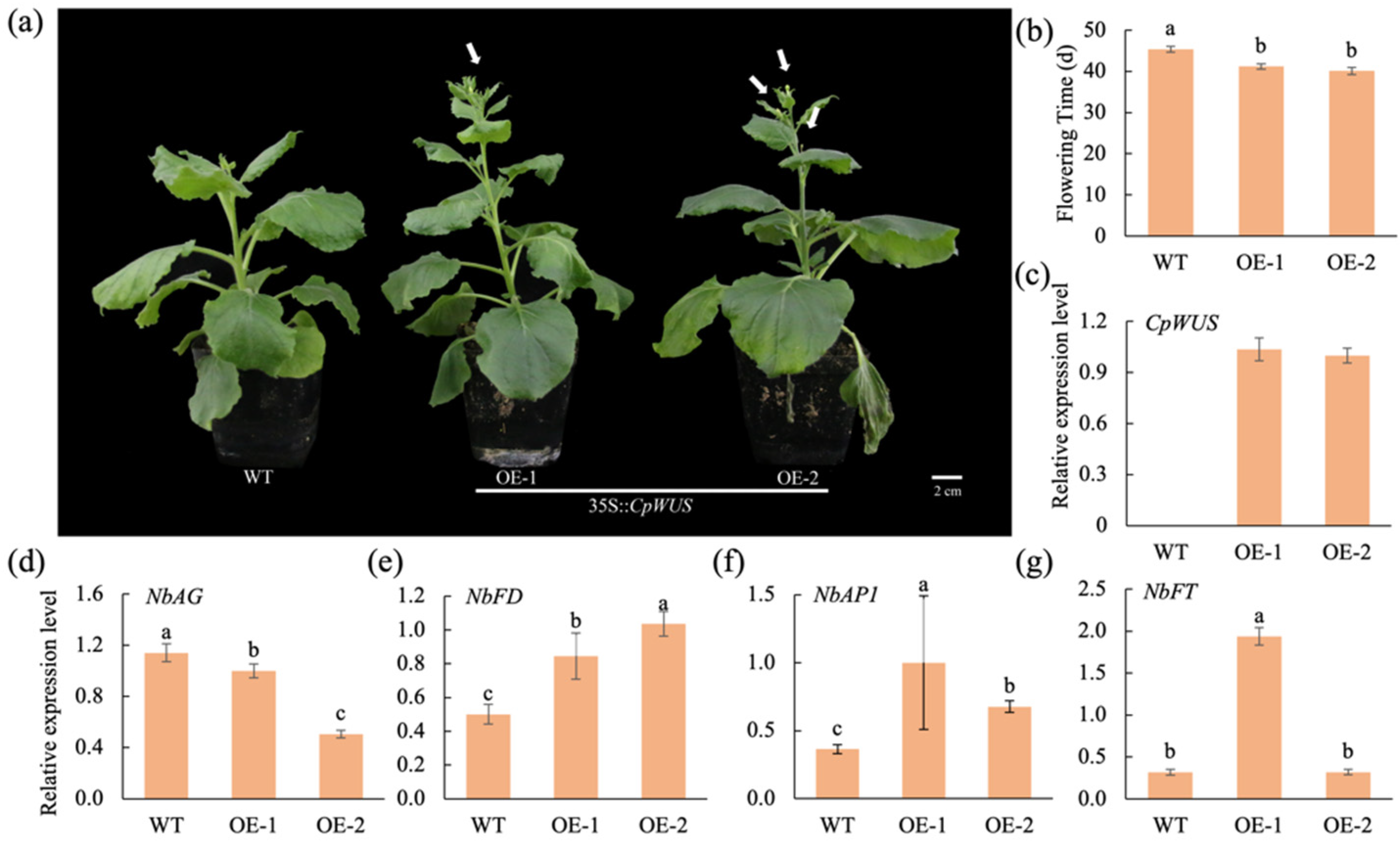 Plants 14 01144 g006